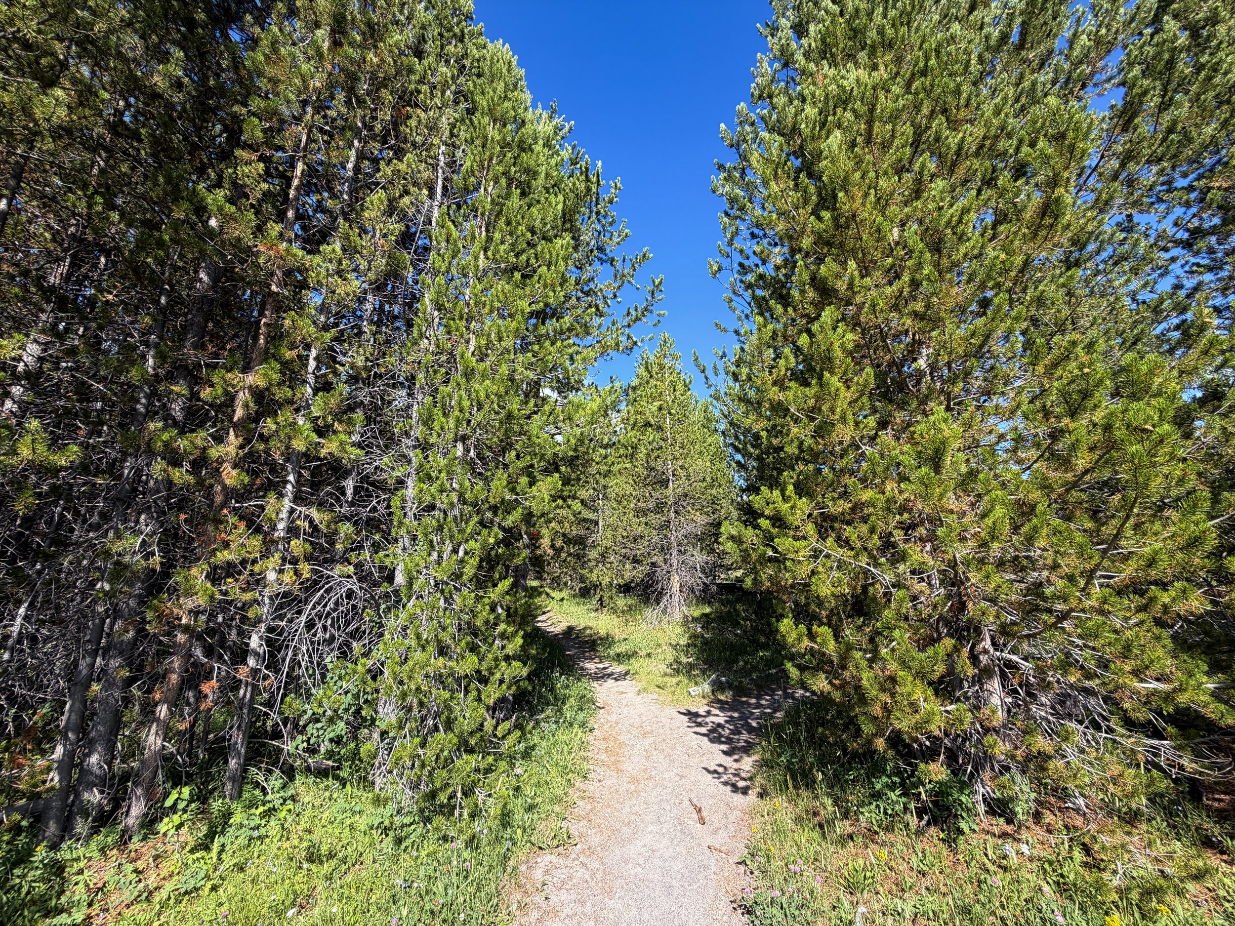 Imperial Geyser Trail Yellowstone National Park Wyoming