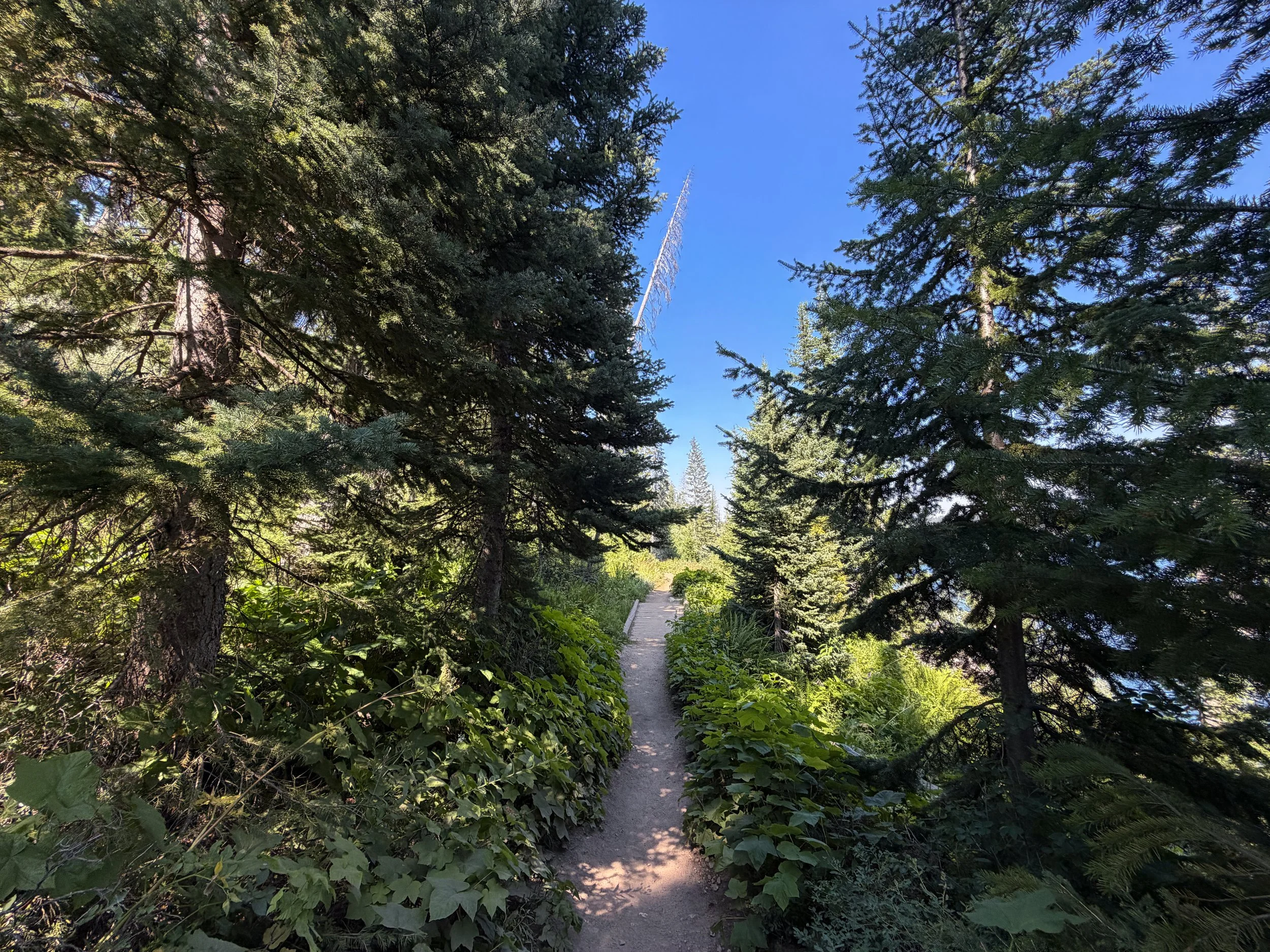 Jenny Lake Loop Trail Grand Teton National Park Wyoming
