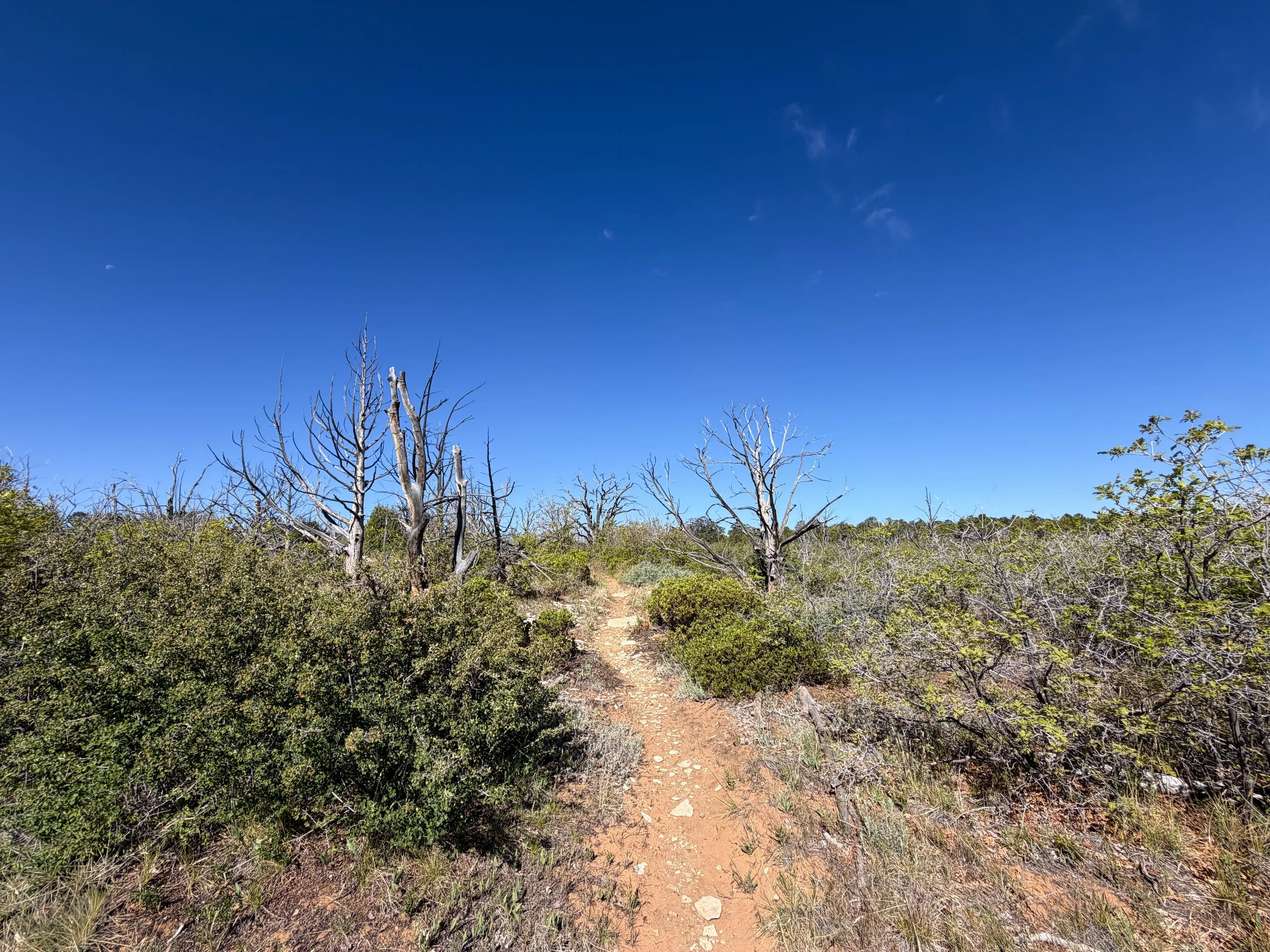 Deertrap Mountain Trail via East Rim Zion National Park Utah