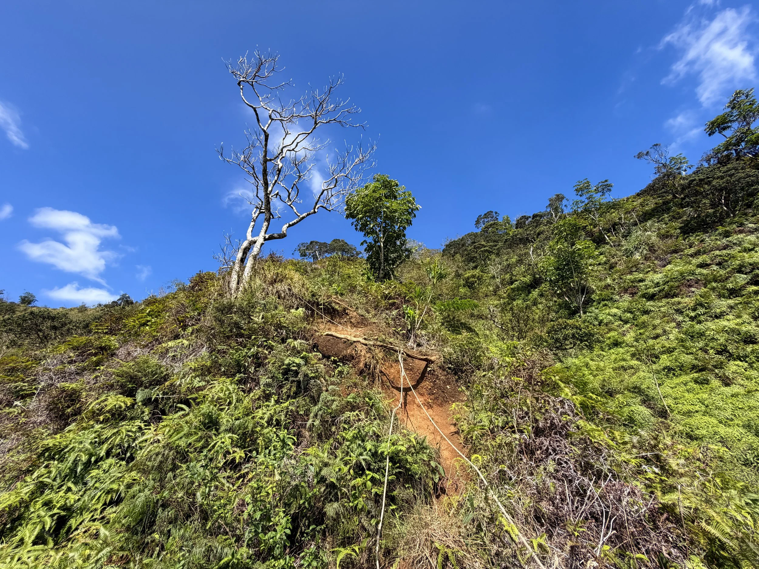 Kulanaahane Ridge Trail Ropes Oahu Hawaii