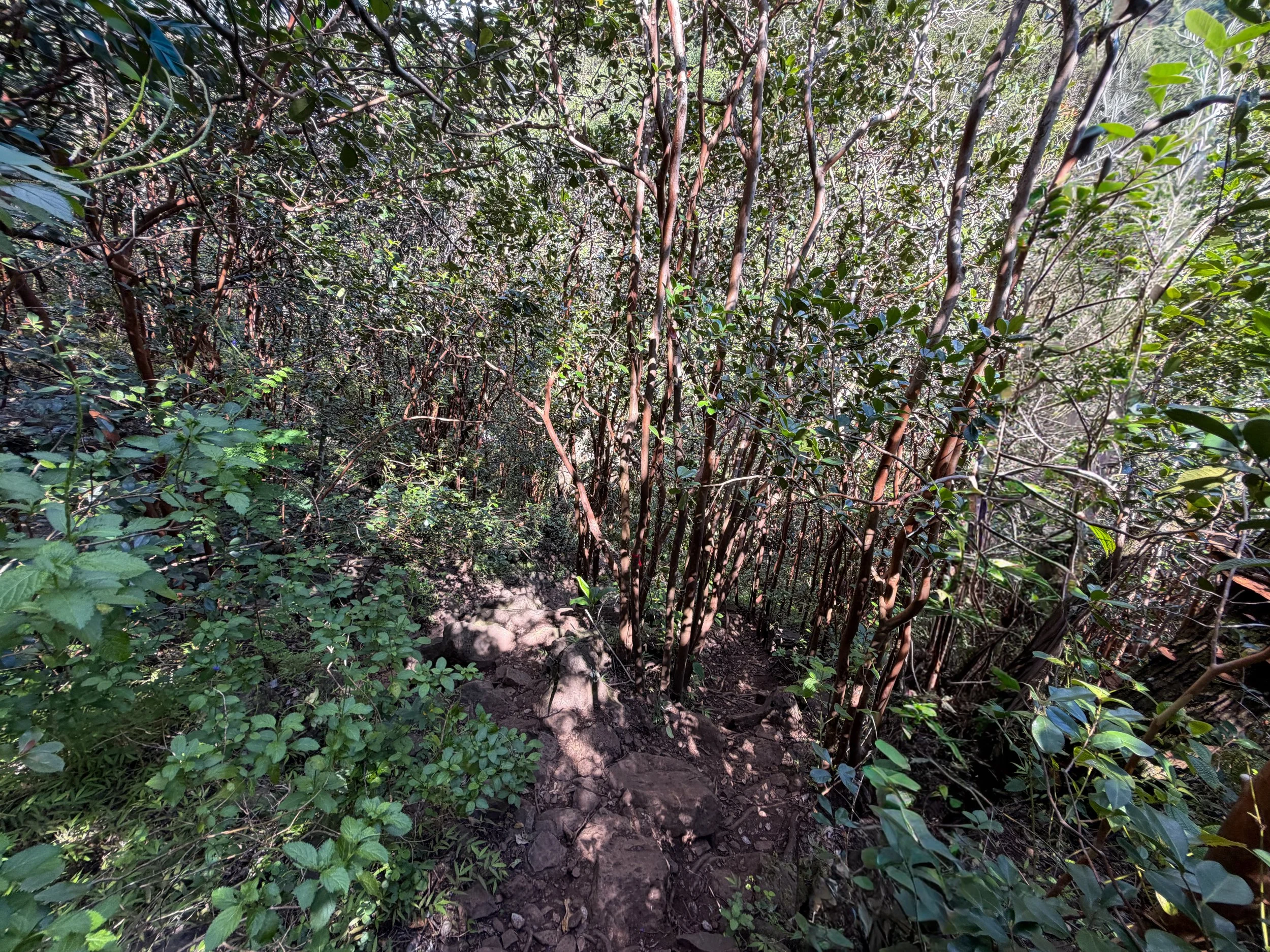 Waimano Falls Trail Oahu Hawaii