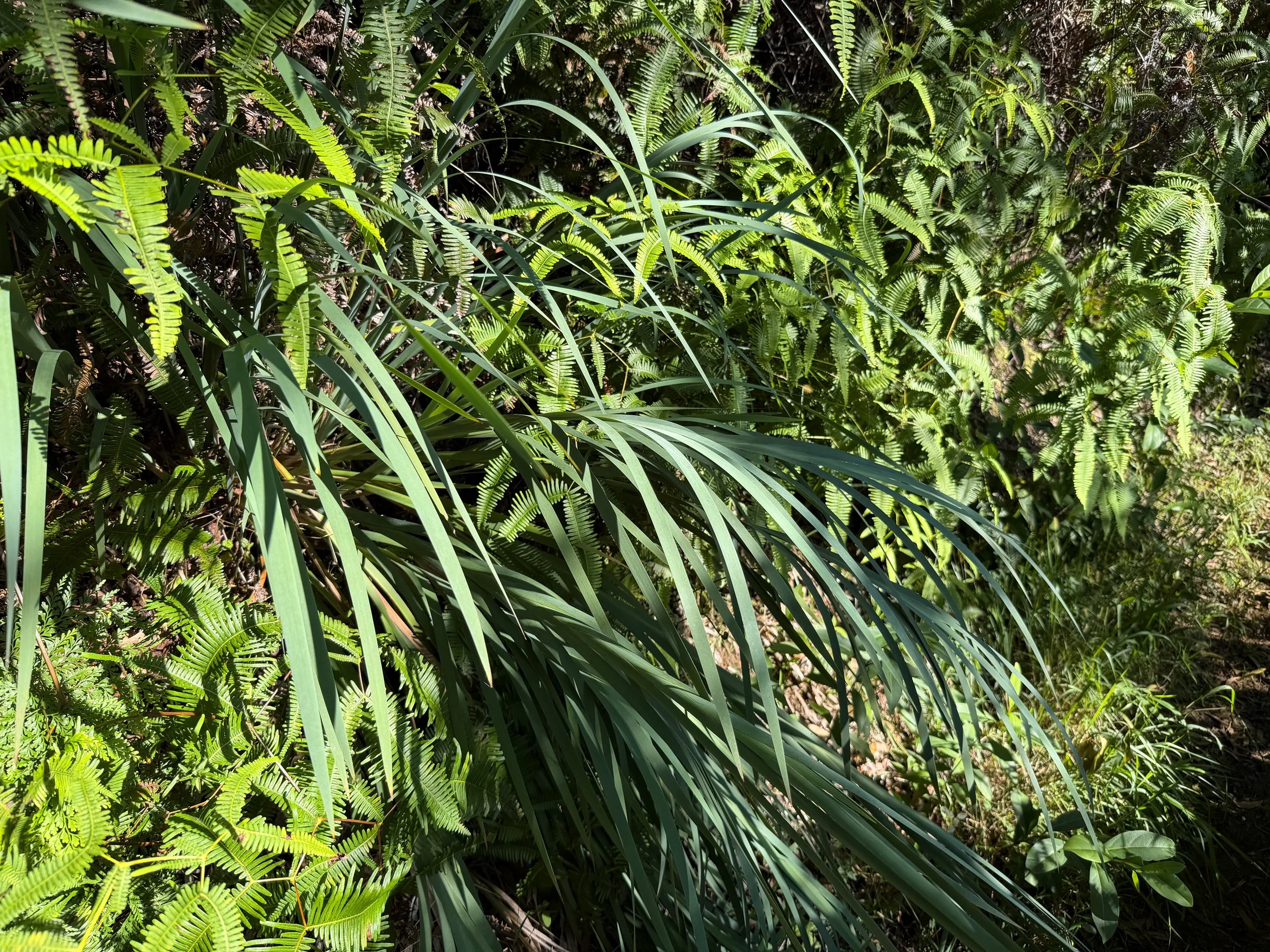 Painiu Astelia menziesiana