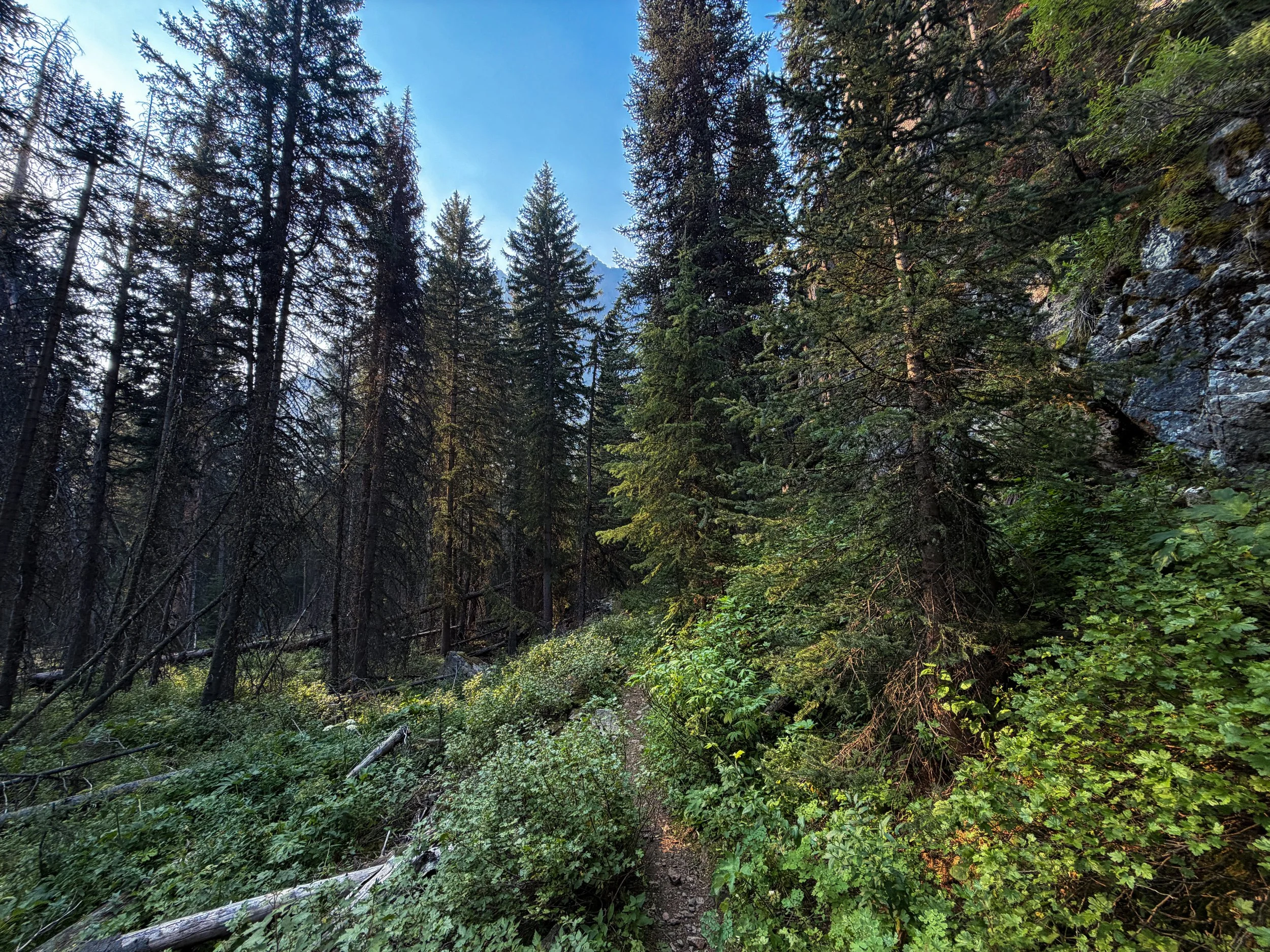 Beaten Path Trail Beartooth Mountains Montana