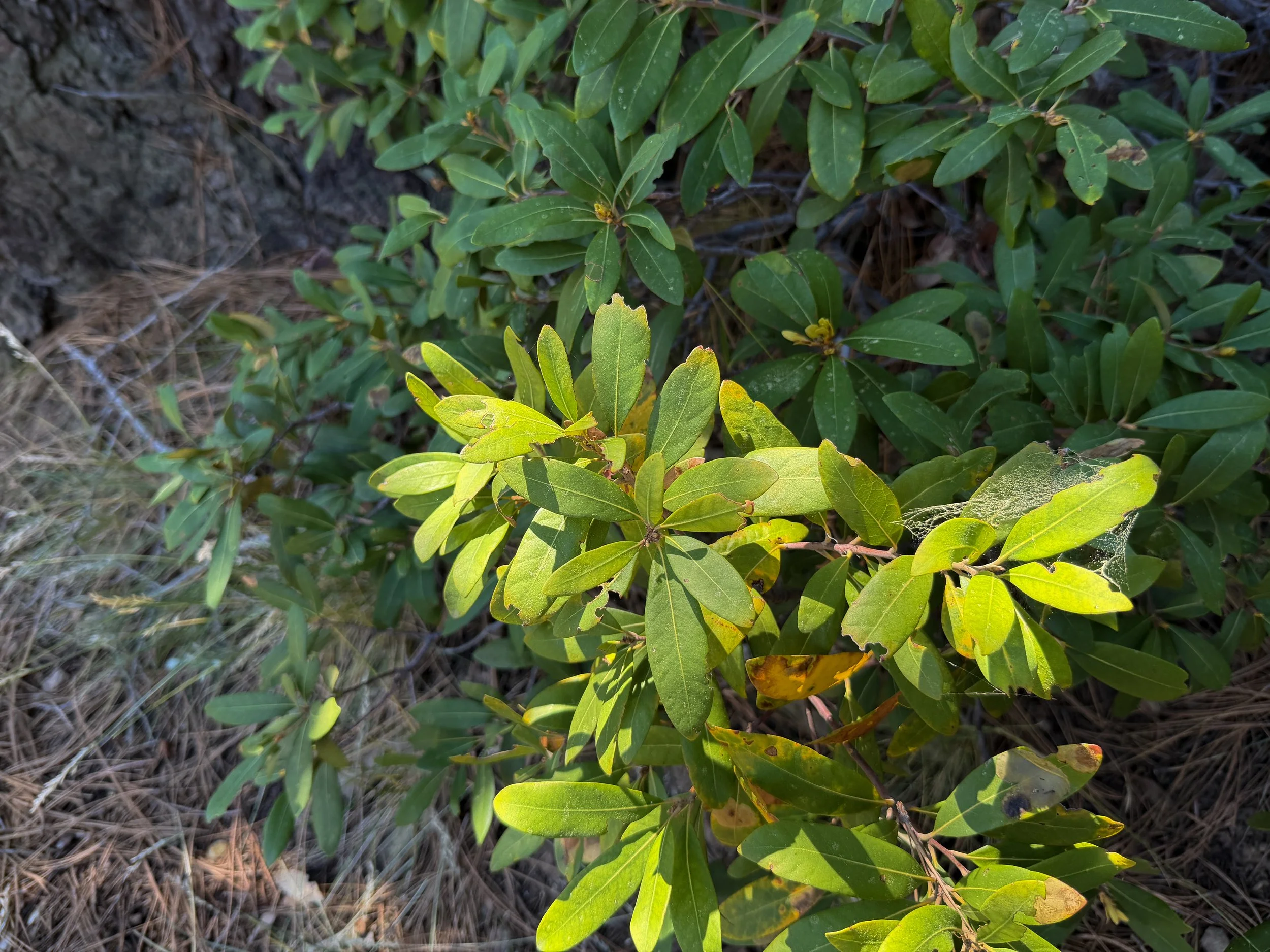 Bush Chinquapin Chrysolepis sempervirens