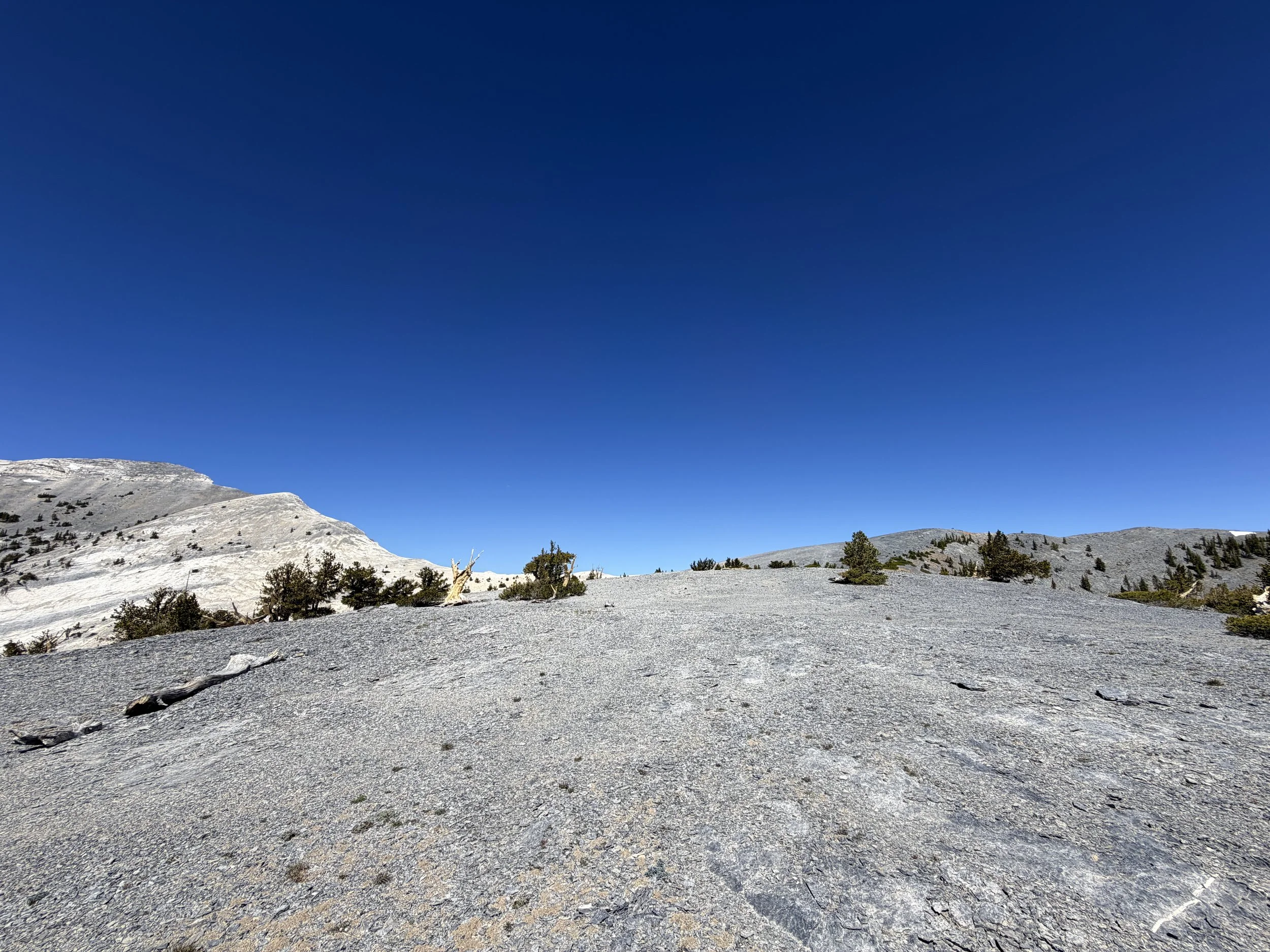 Magic Grove Snake Divide Trail Great Basin National Park Nevada