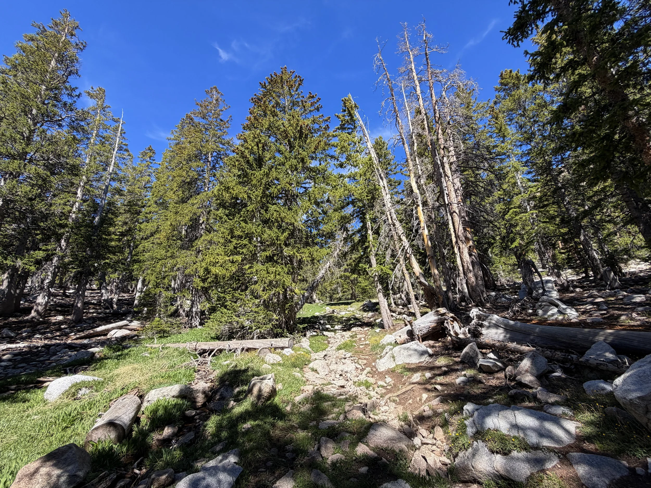 Johnson Lake Trail Great Basin National Park Nevada