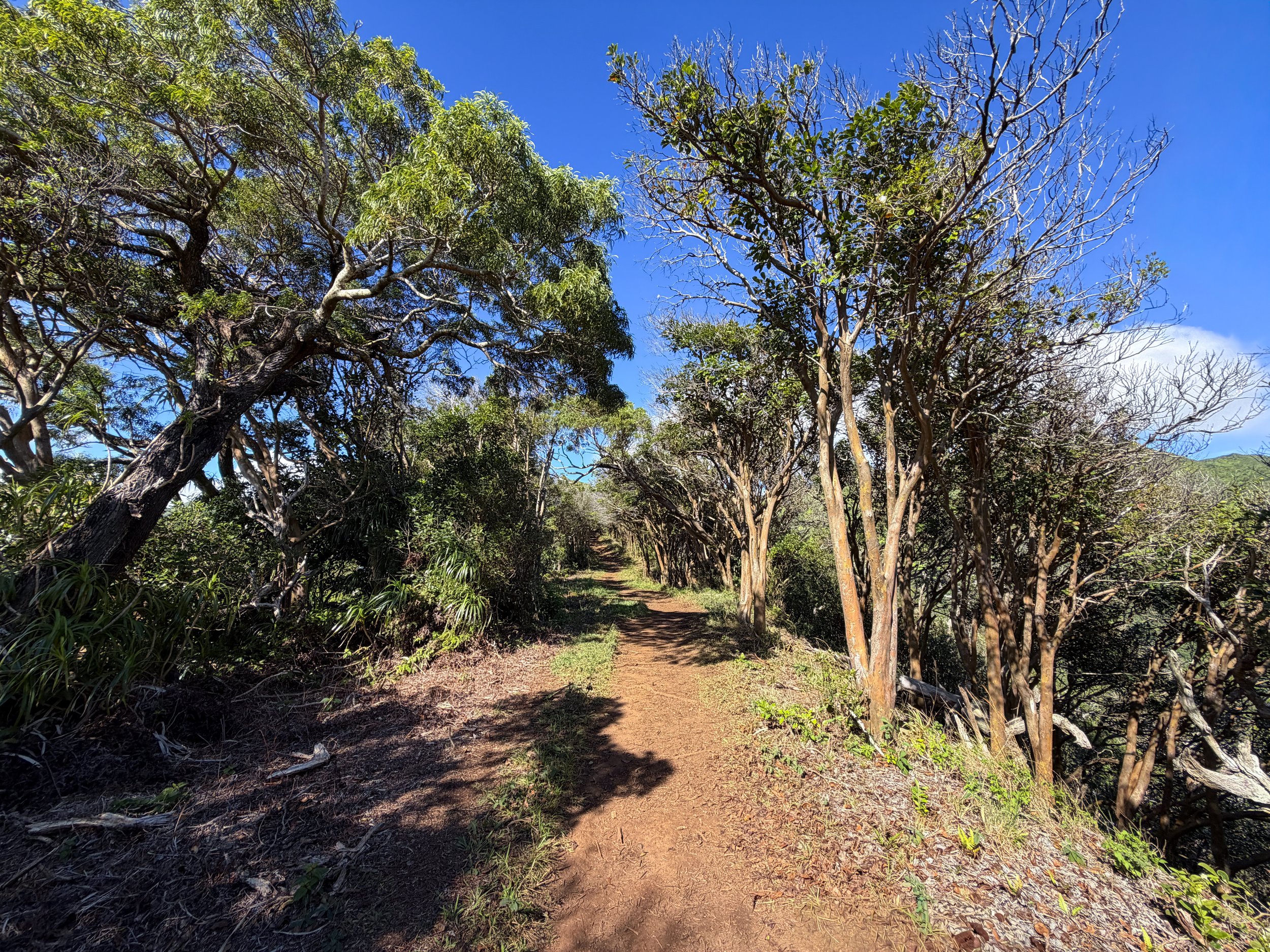 Wiliwilinui Ridge Trail Oahu Hawaii