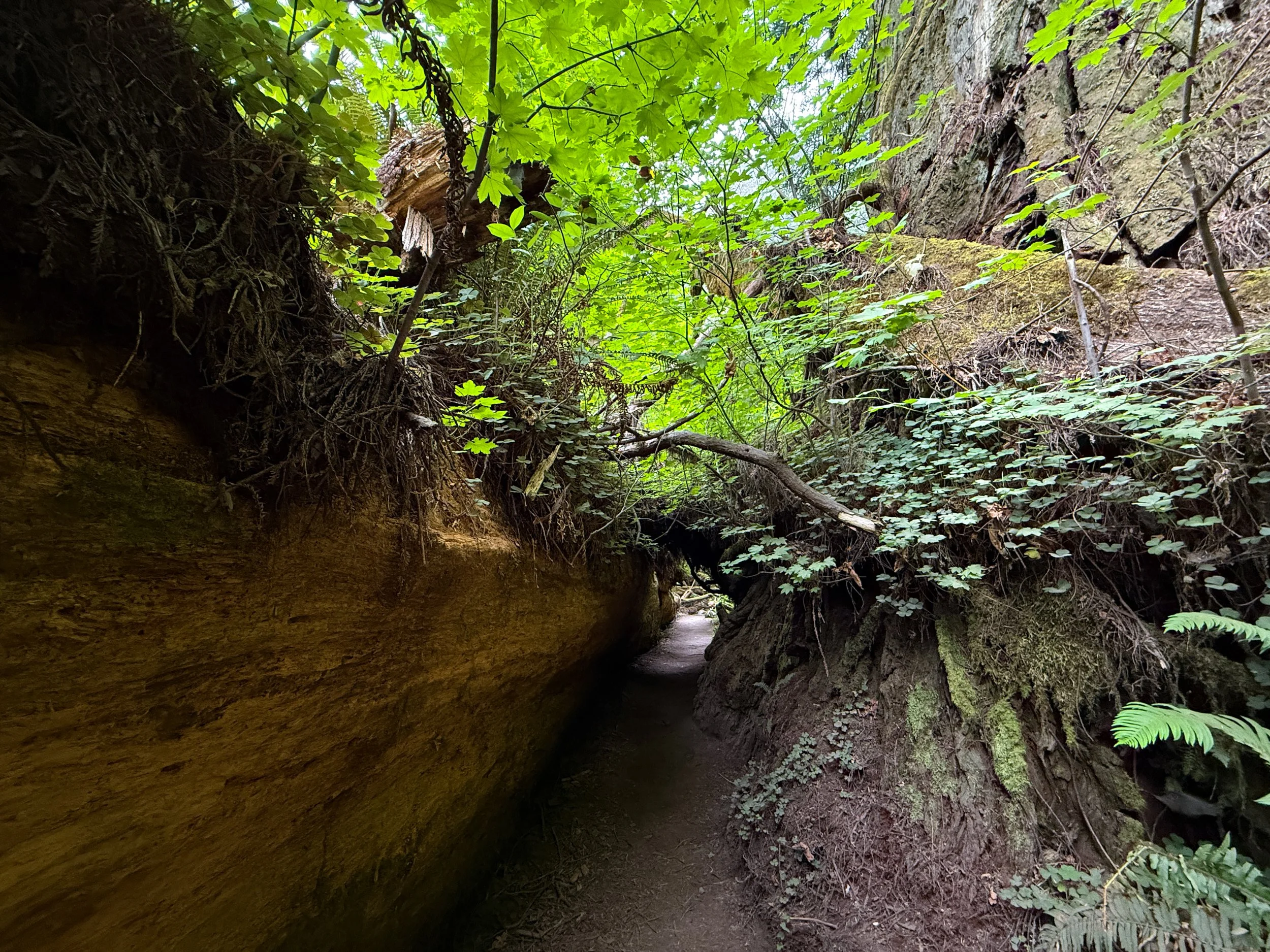 Grove of the Titans Hike Jedediah Smith Redwoods State Park California