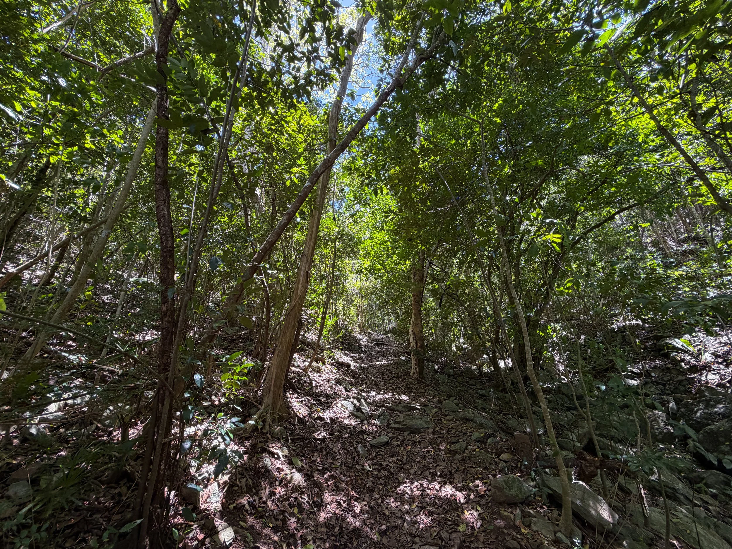 Tamarind Tree Trail Virgin Islands National Park