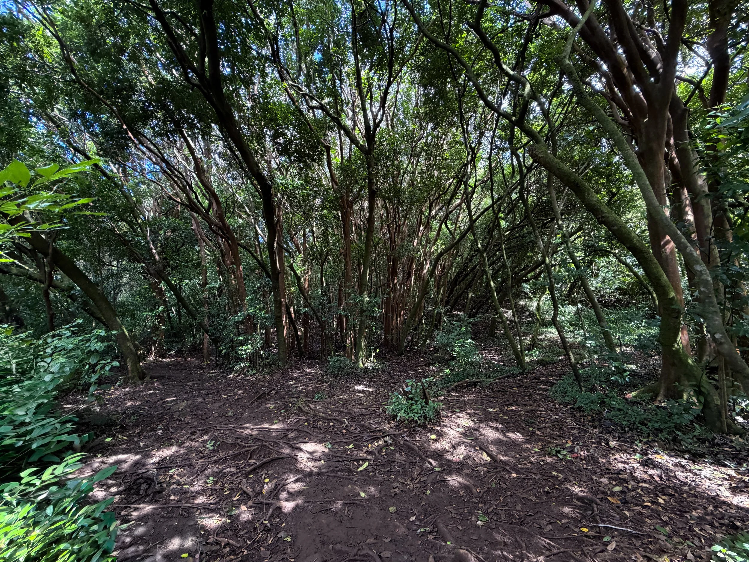 Lulumahu Falls Trail Oahu Hawaii
