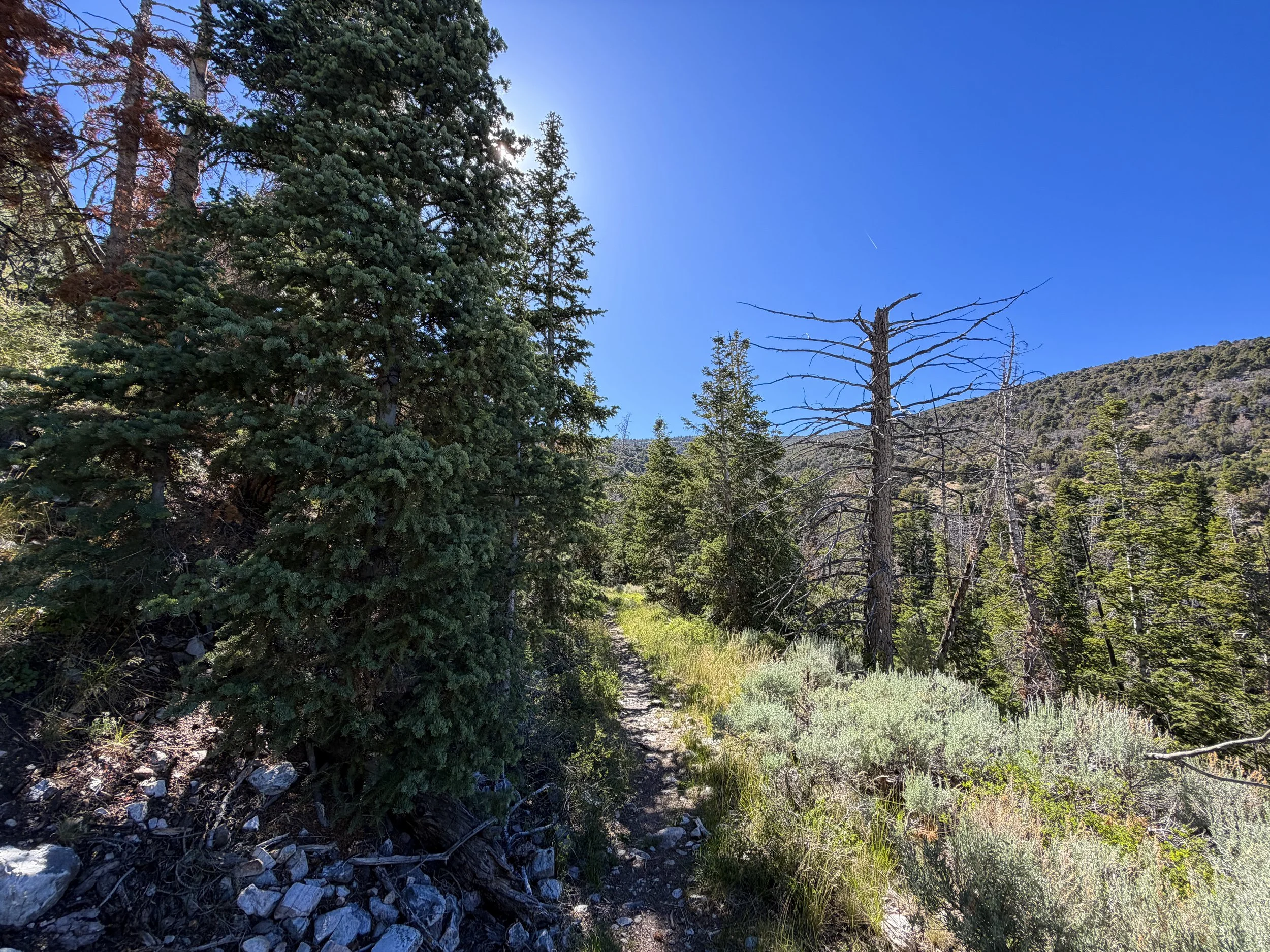 Osceola Ditch Trail Great Basin National Park Nevada
