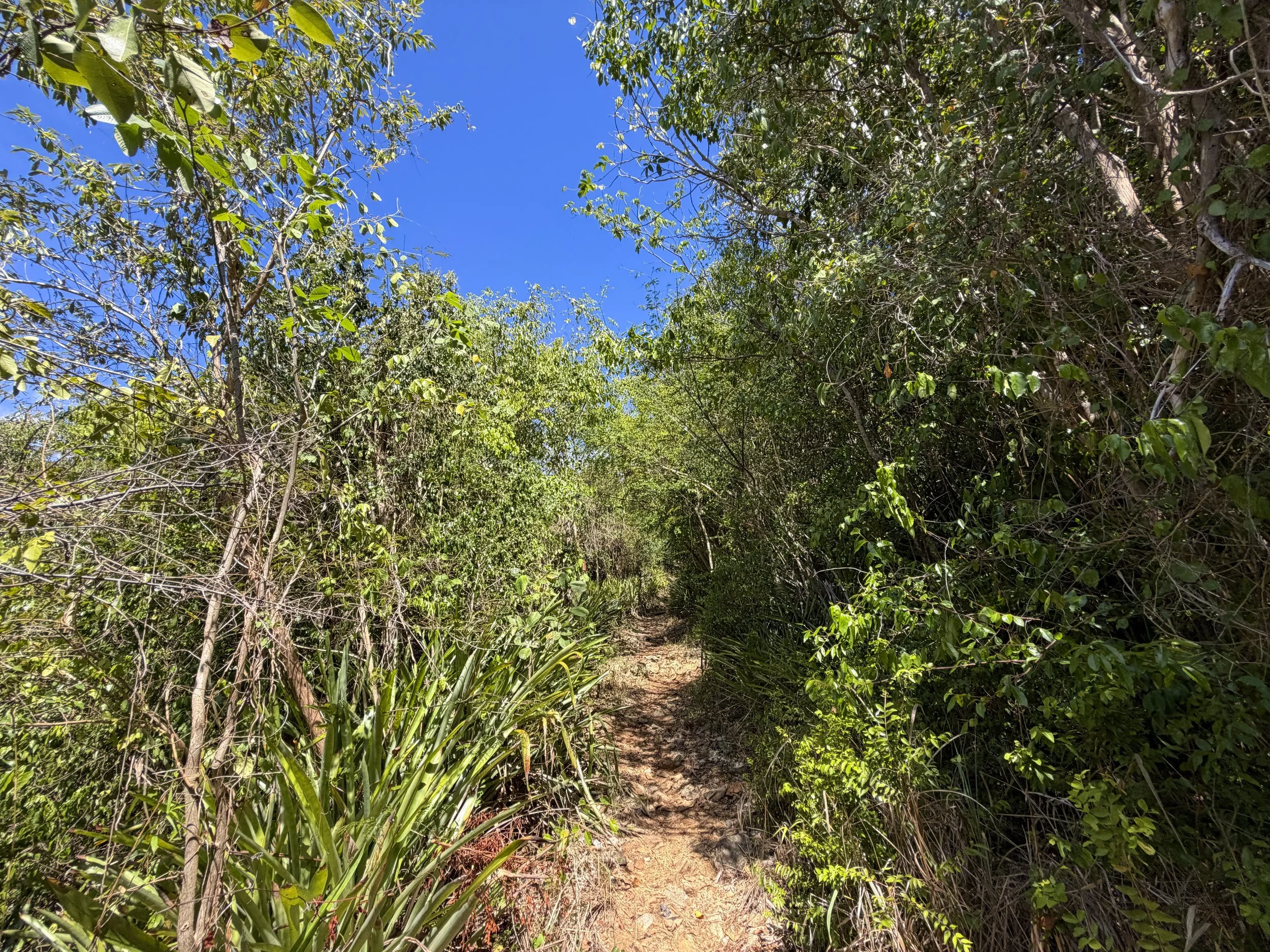 Lameshur Bay Trail to Reef Bay Virgin Islands National Park