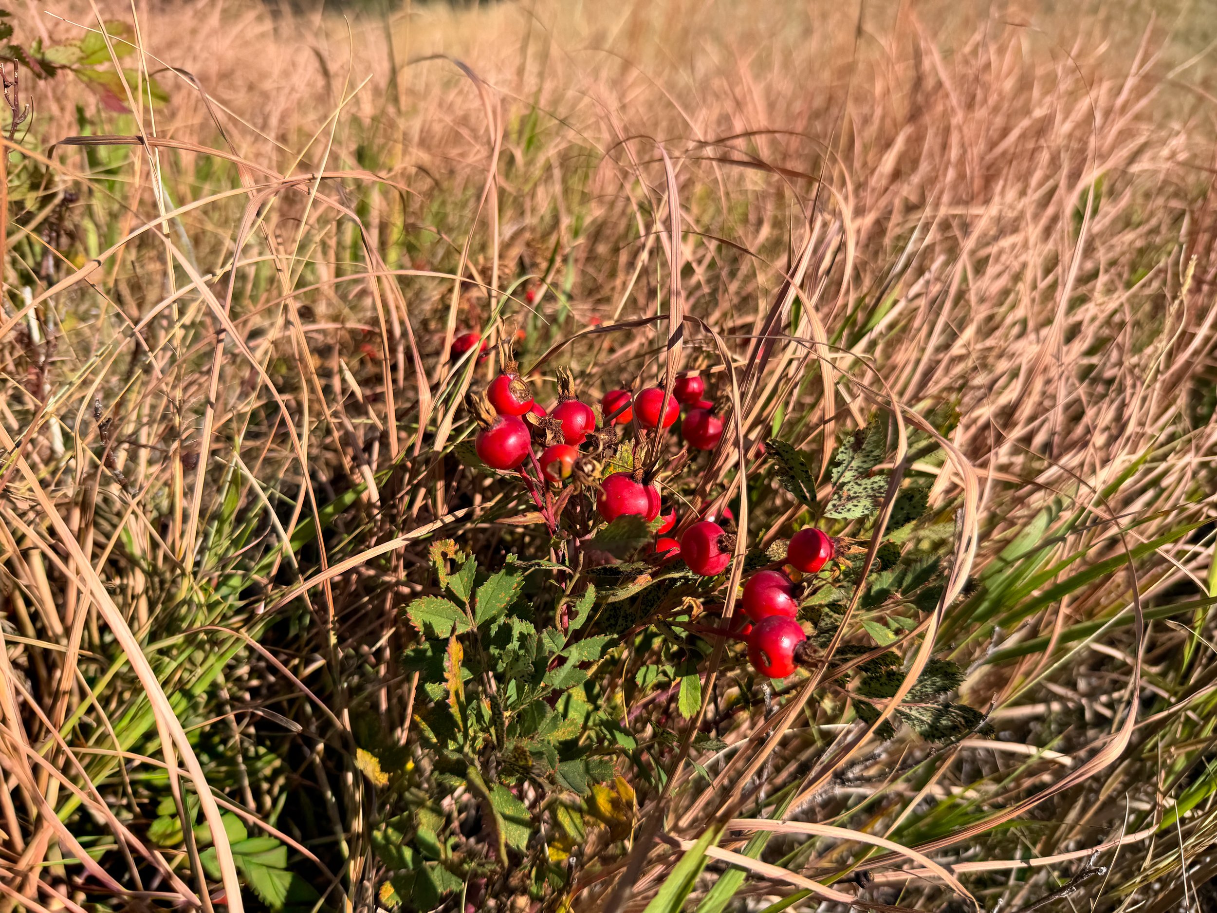 Prairie Rose Rosa arkansana