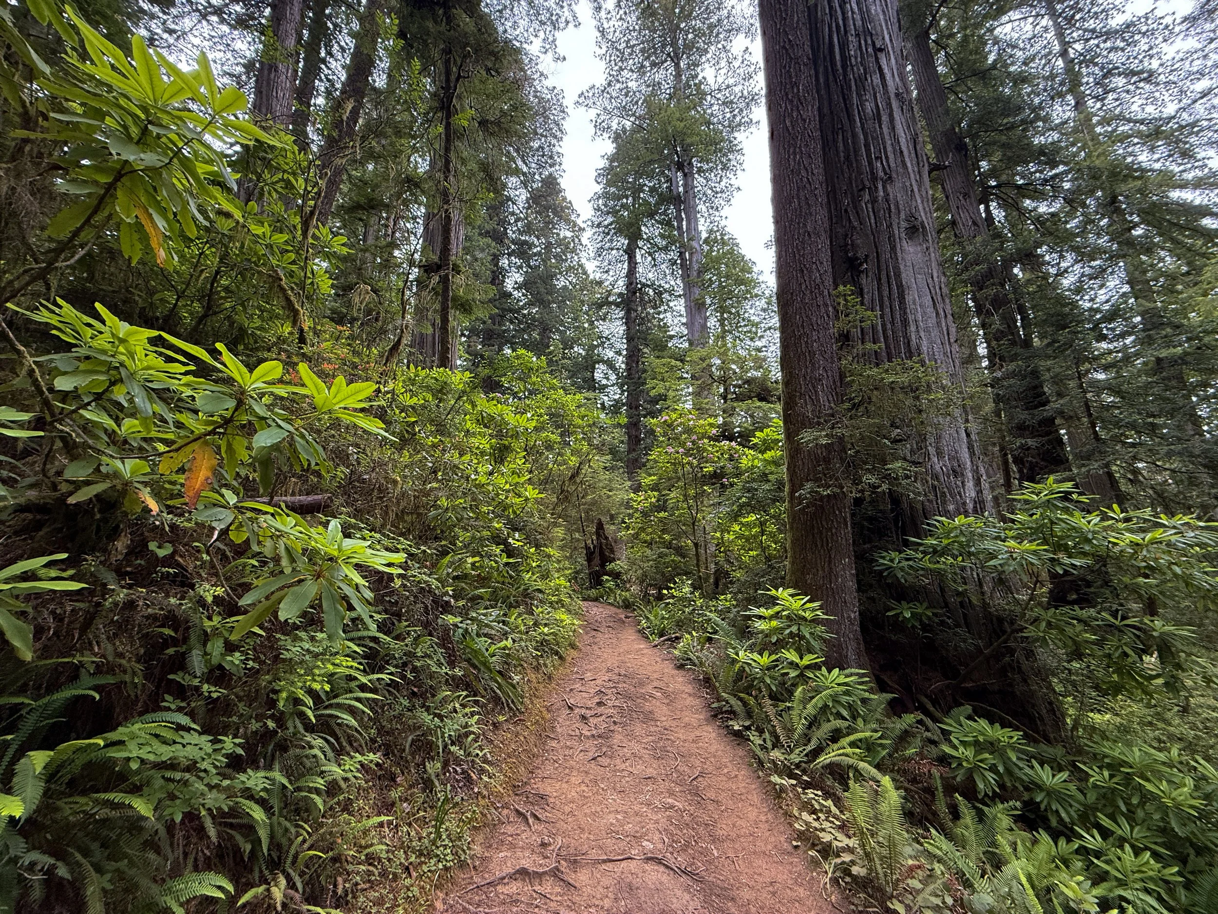 Boy Scout Tree Trail Jedediah Smith Redwoods State Park California