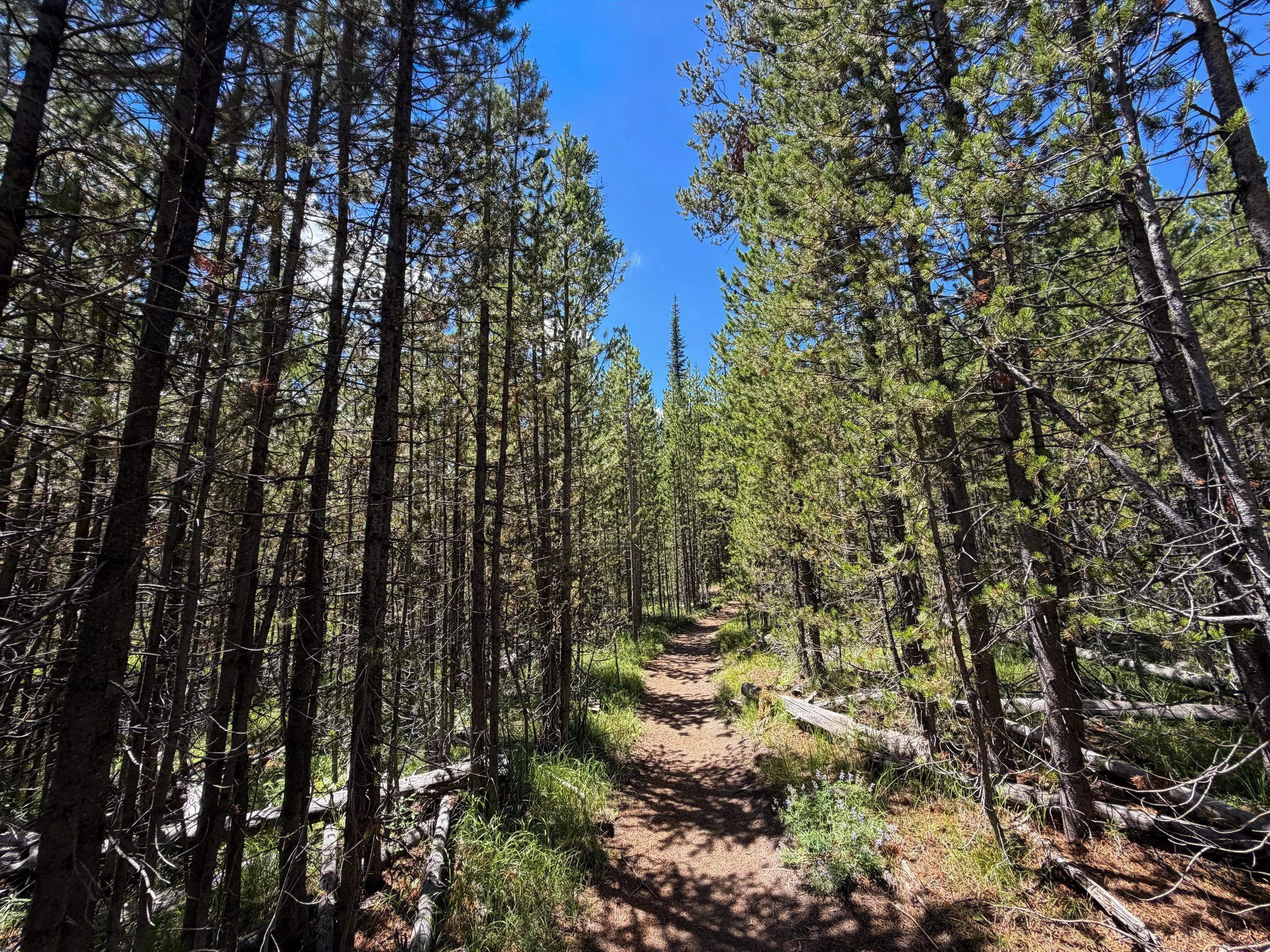 Yellowstone Lake Overlook Trail Yellowstone National Park Wyoming