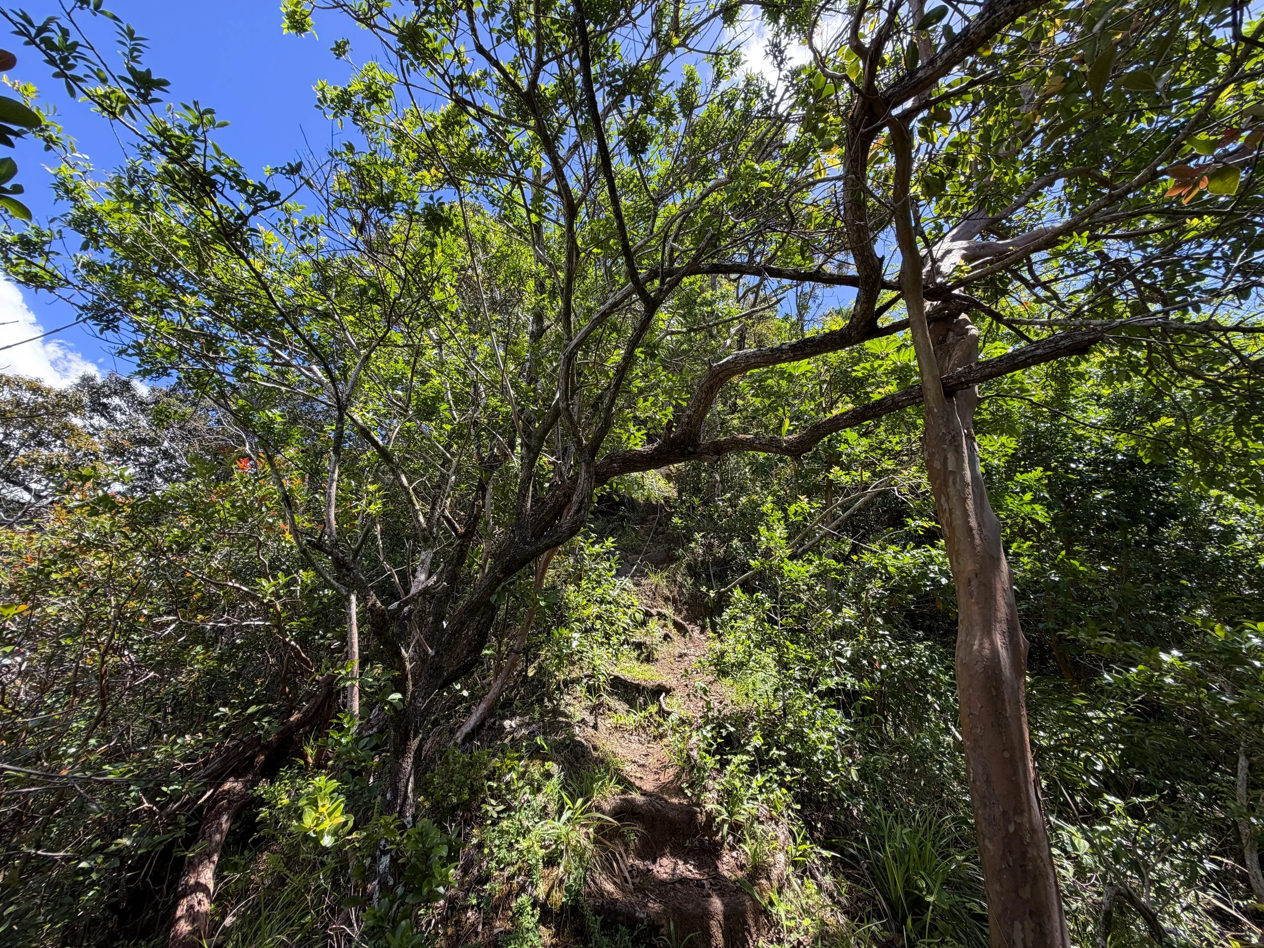 Moanalua Valley to Tripler Ridge Trail Oahu Hawaii