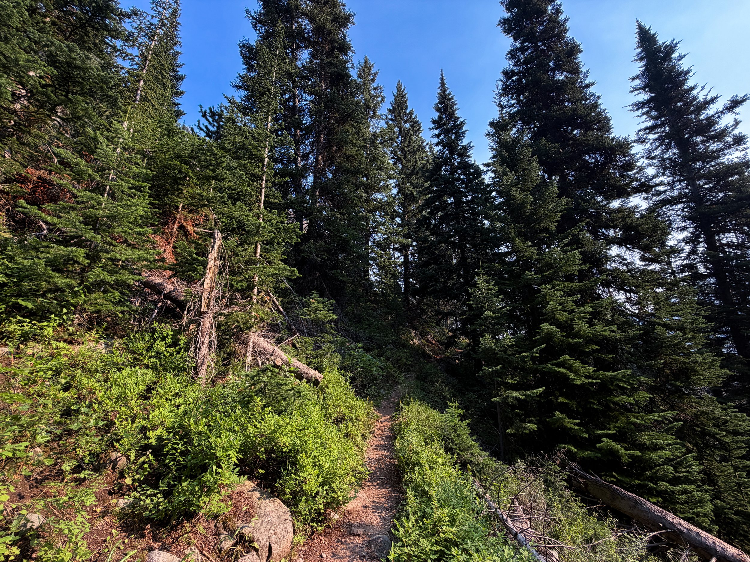 East Rosebud Trail Beaten Path Beartooth Mountains Montana