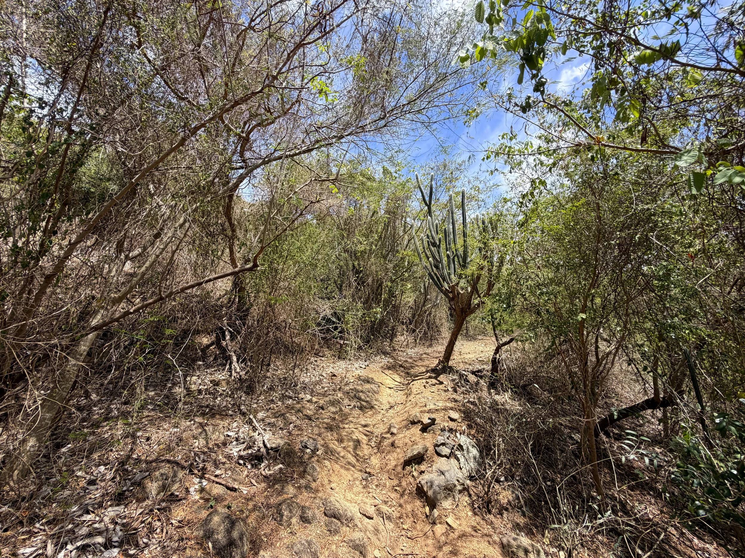 Brown Bay Trail Virgin Islands National Park