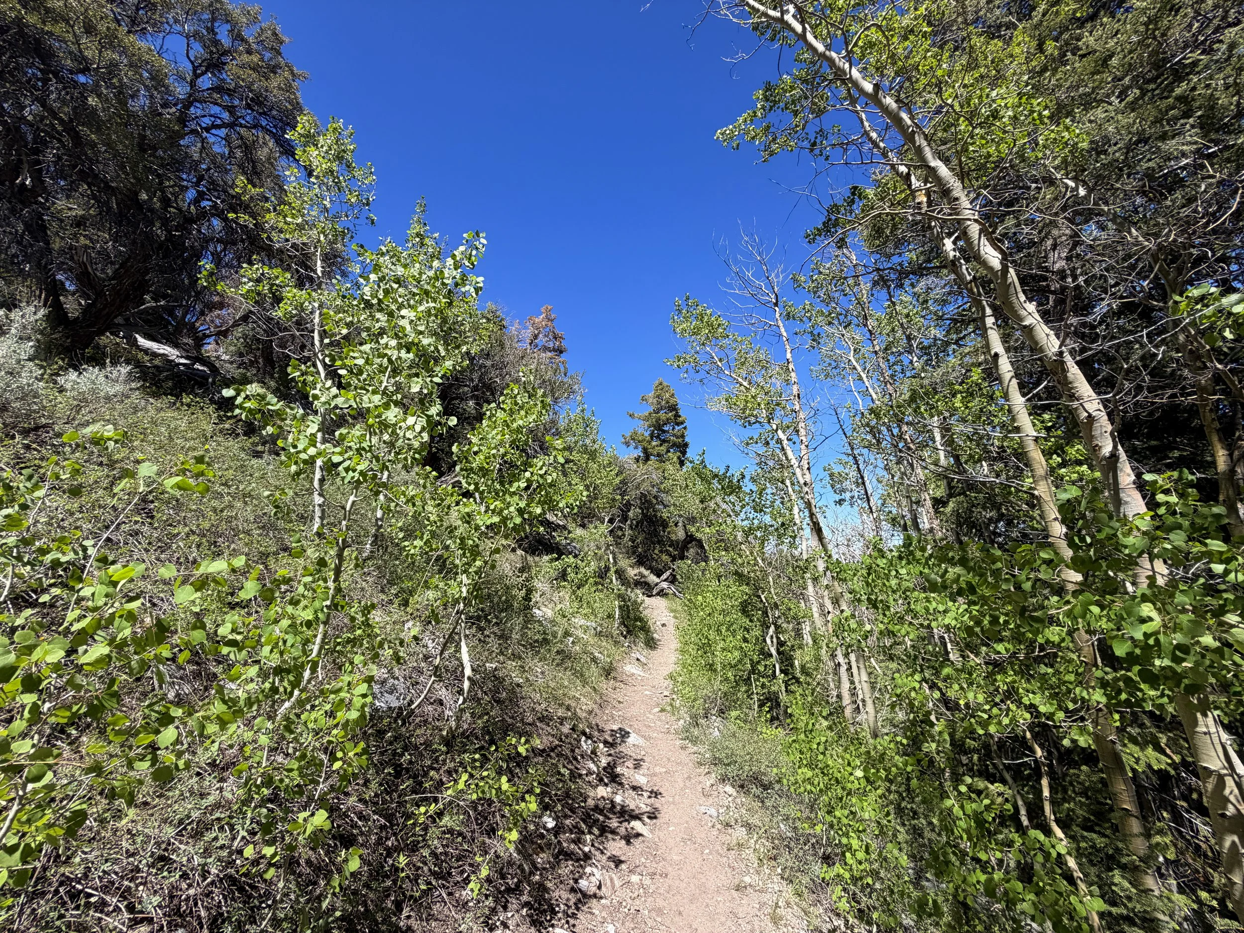 Baker Creek Loop Trail Great Basin National Park Nevada