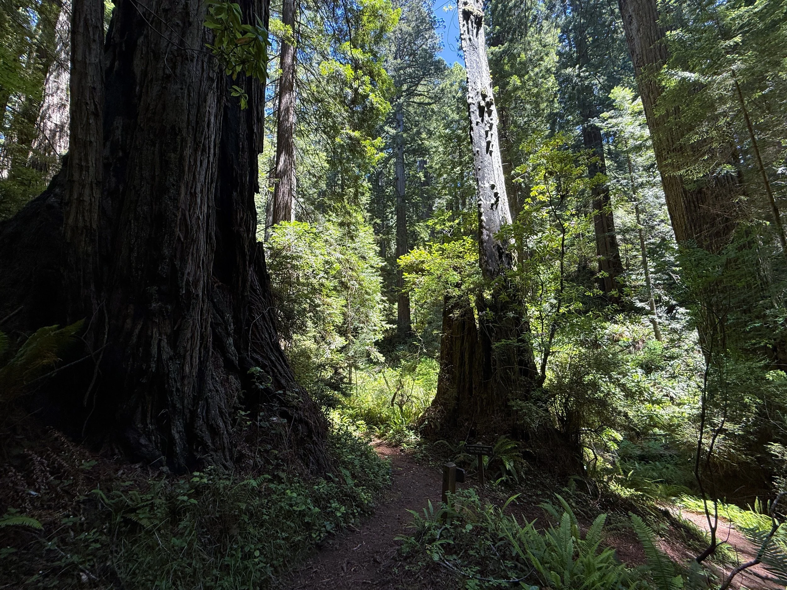 Hope Creek–Ten Taypo Loop Trail Prairie Creek Redwoods State Park California