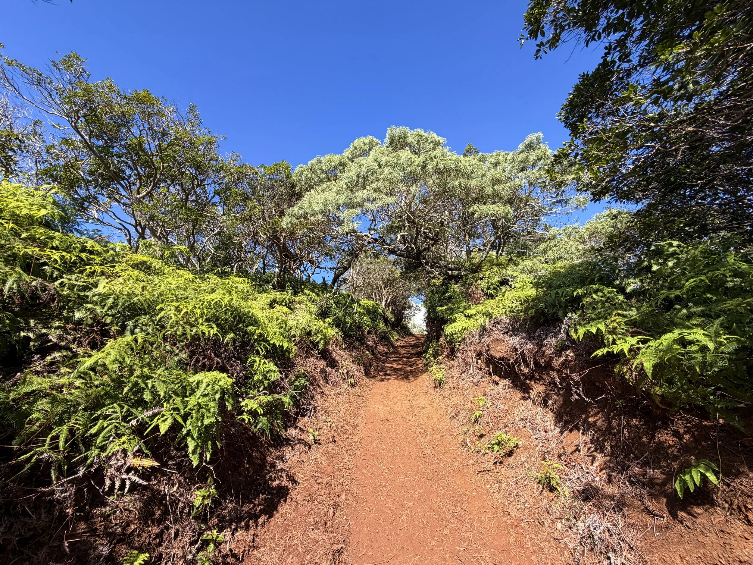 Wiliwilinui Ridge Hike Oahu Hawaii