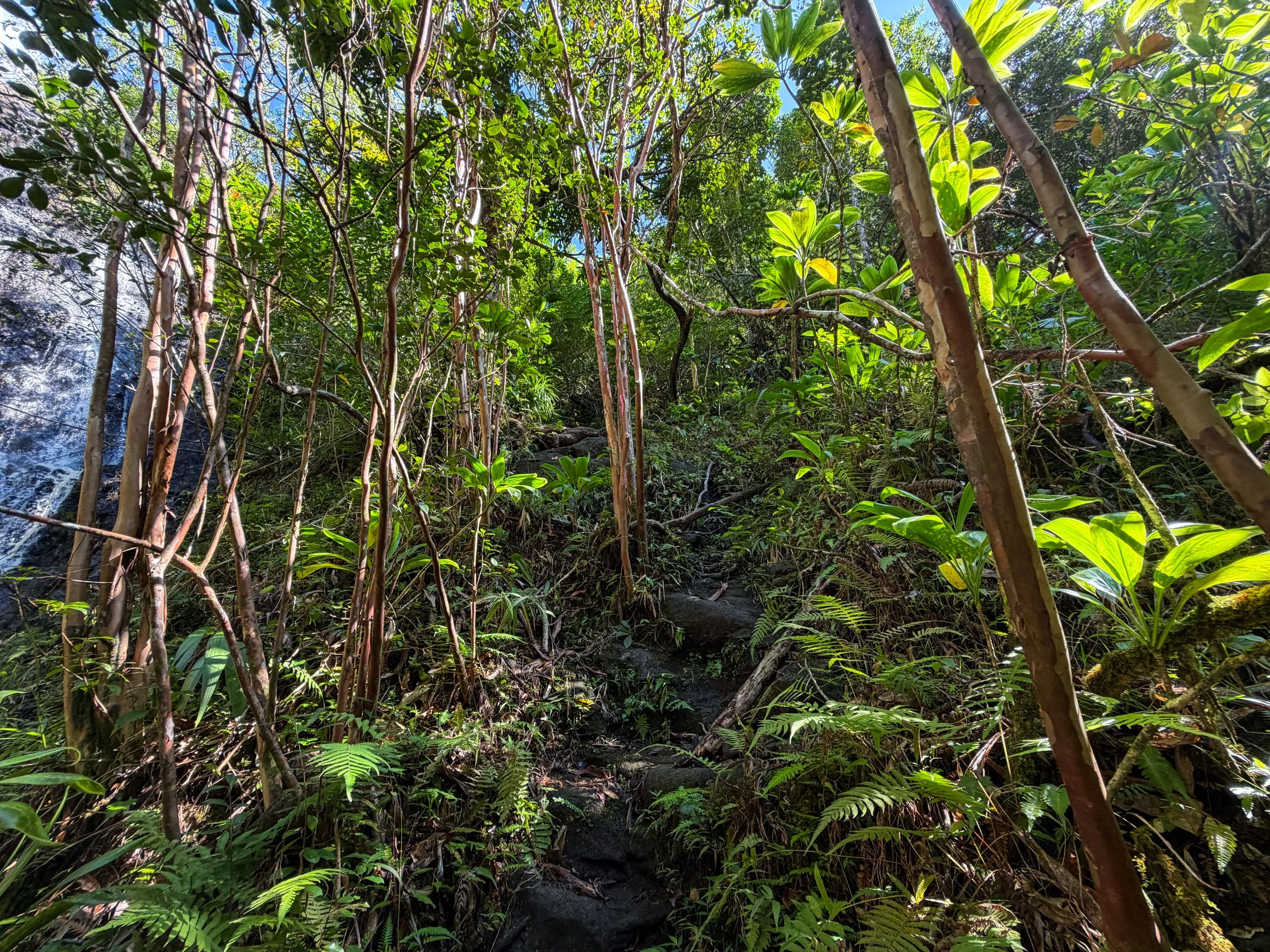 Kaau Crater Trail Ropes Oahu Hawaii