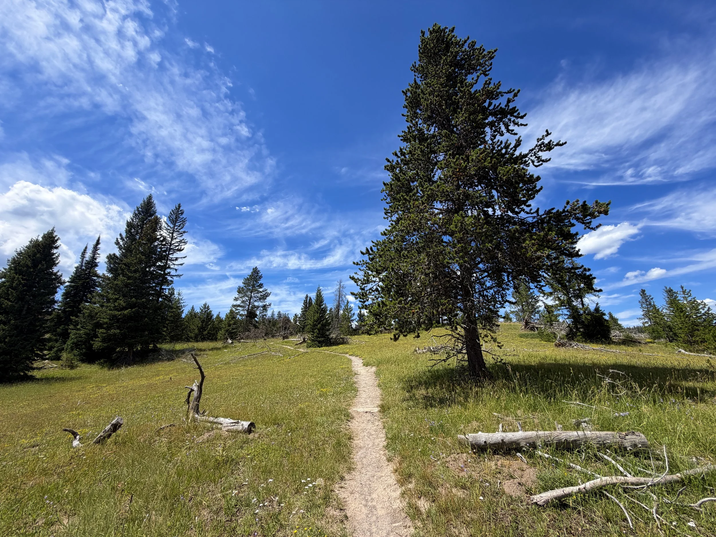 West Thumb Overlook Trail Yellowstone National Park Wyoming