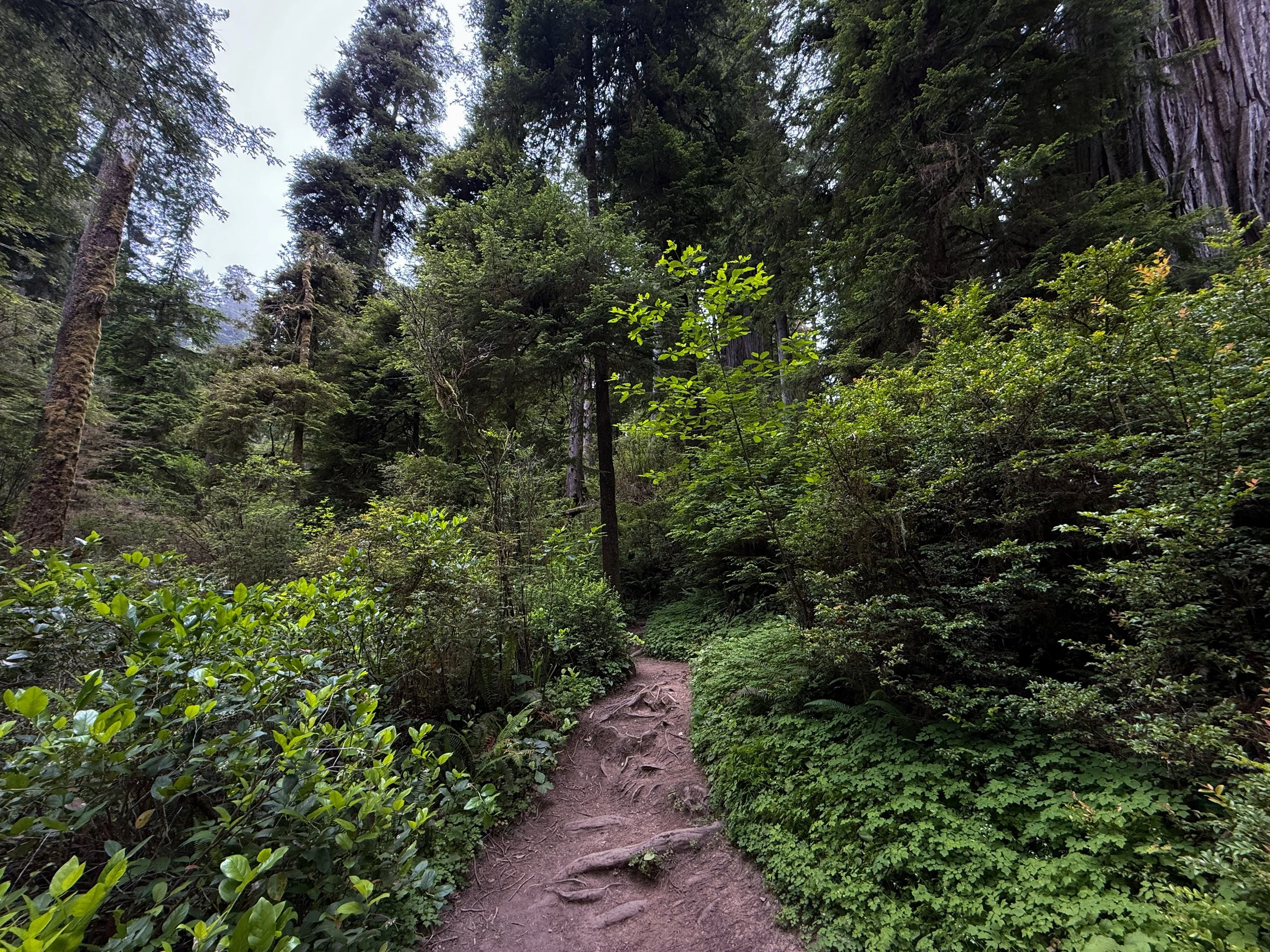 Boy Scout Tree Trail to Fern Falls Jedediah Smith Redwoods State Park California