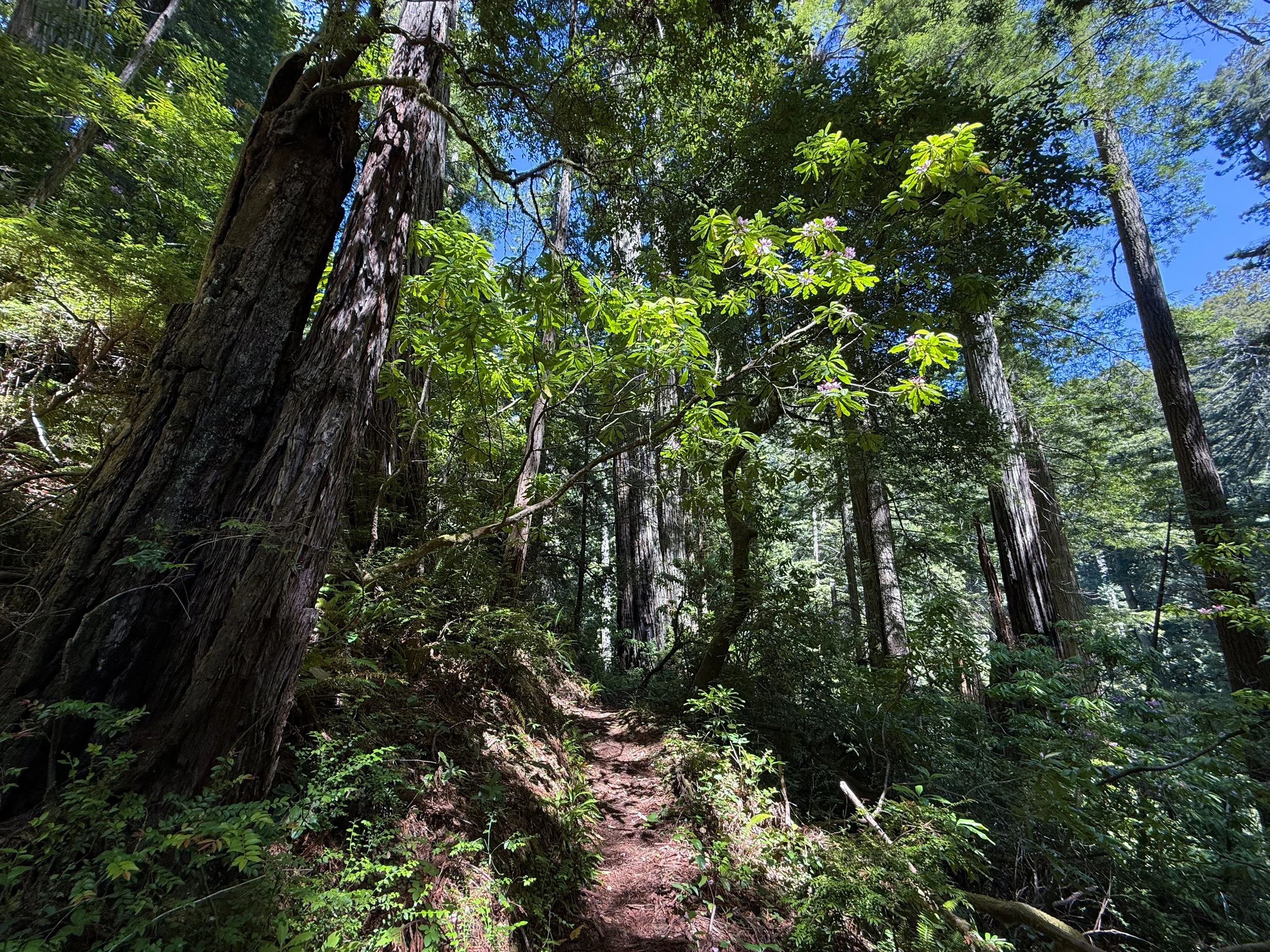 Ten Taypo Trail Prairie Creek Redwoods State Park California