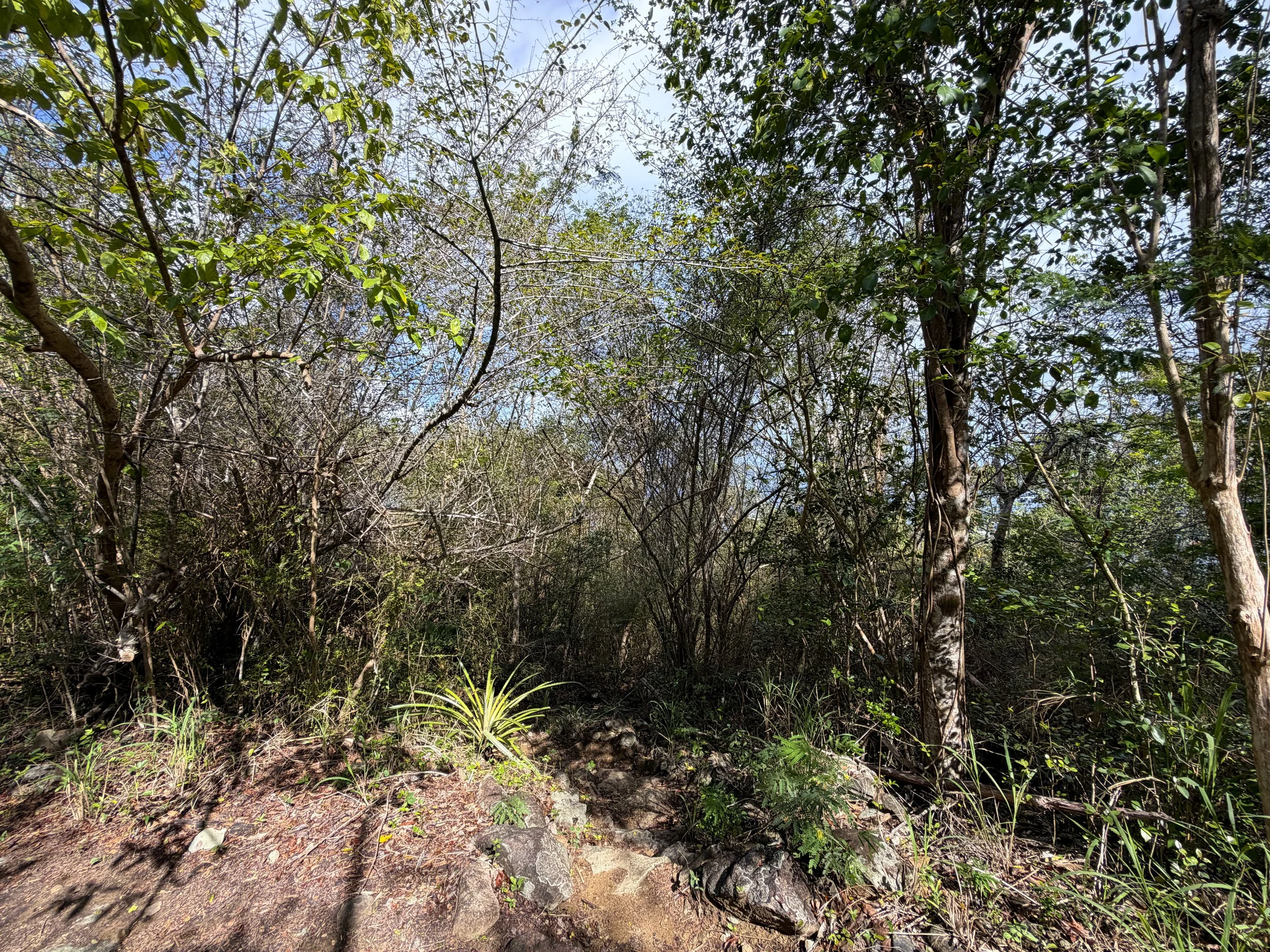 Salomon Beach Trail Virgin Islands National Park