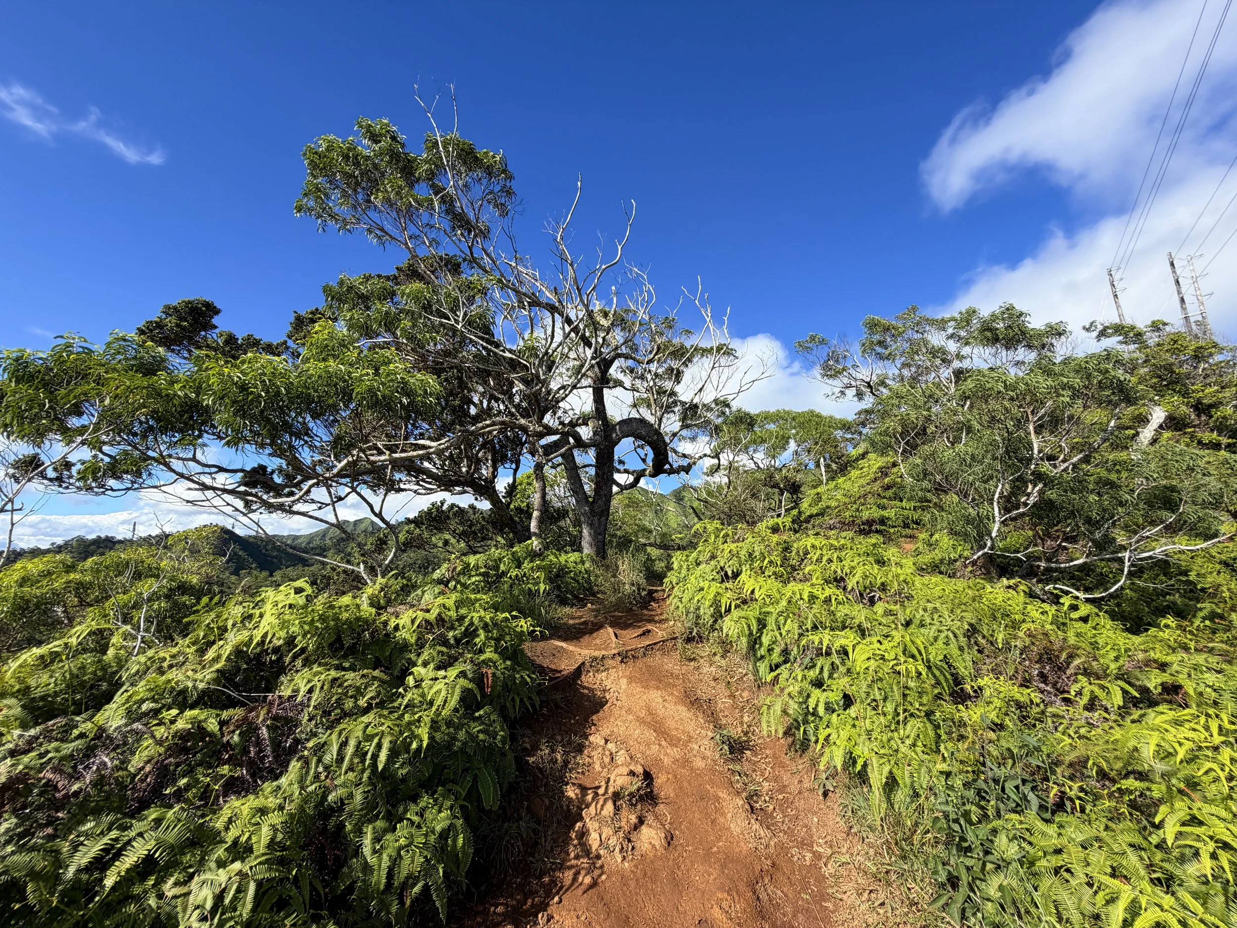 Wiliwilinui Ridge Trail Oahu Hawaii