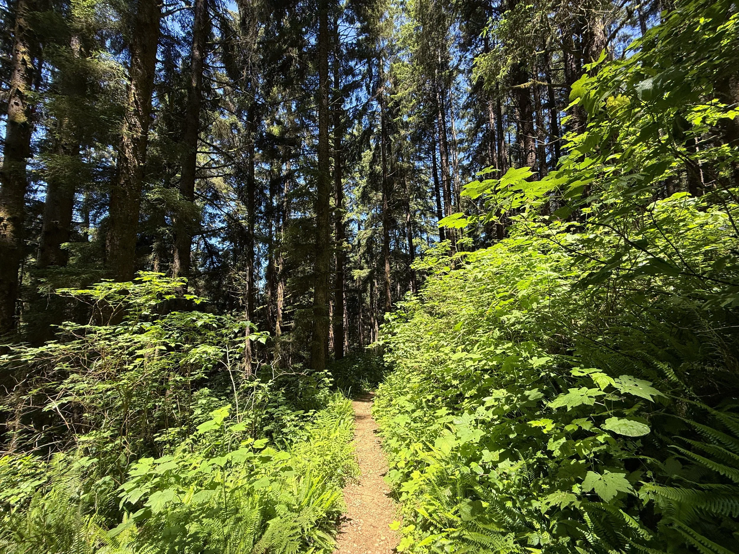 Ossagon Trail to Gold Bluffs Beach Prairie Creek Redwoods State Park California