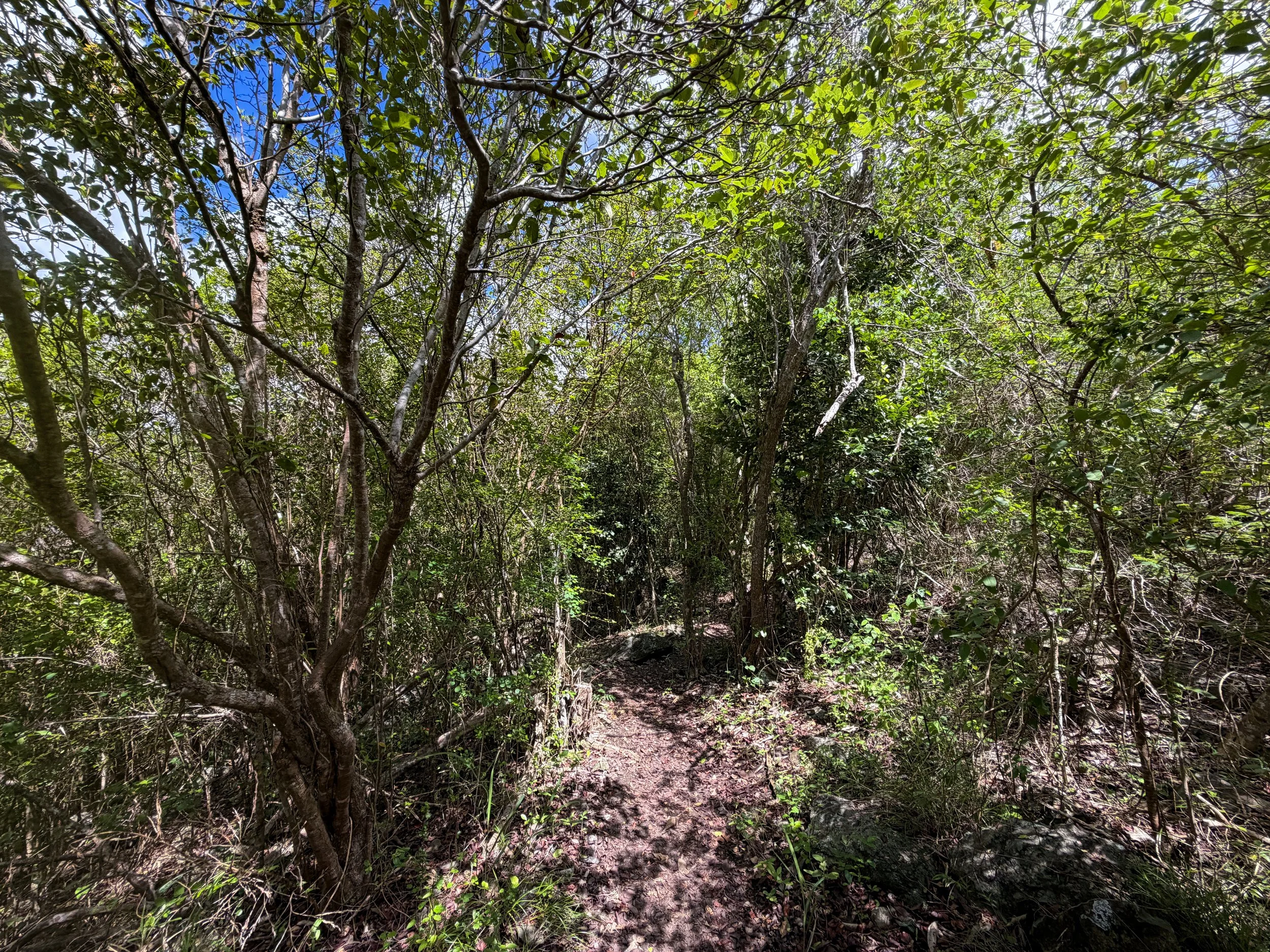 Caneel Hill Trail to Tamarind Tree Trail Virgin Islands National Park