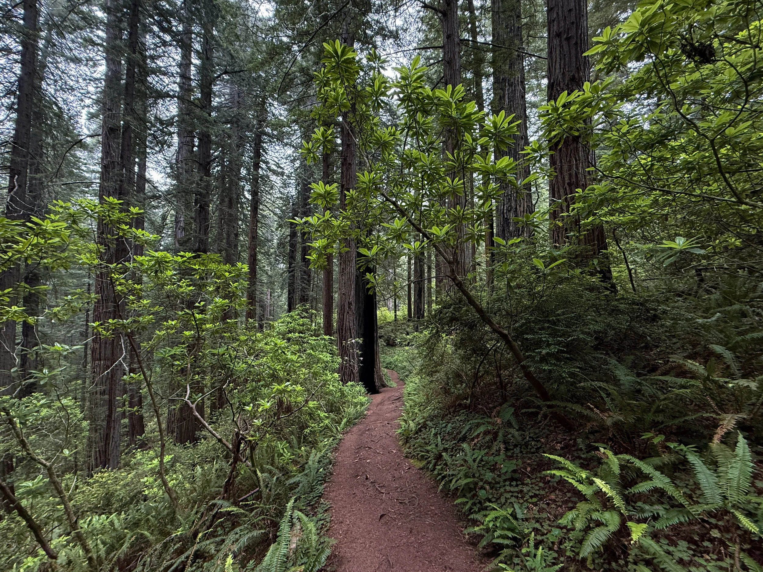 Damnation Creek Trail Del Norte Coast Redwoods State Park California