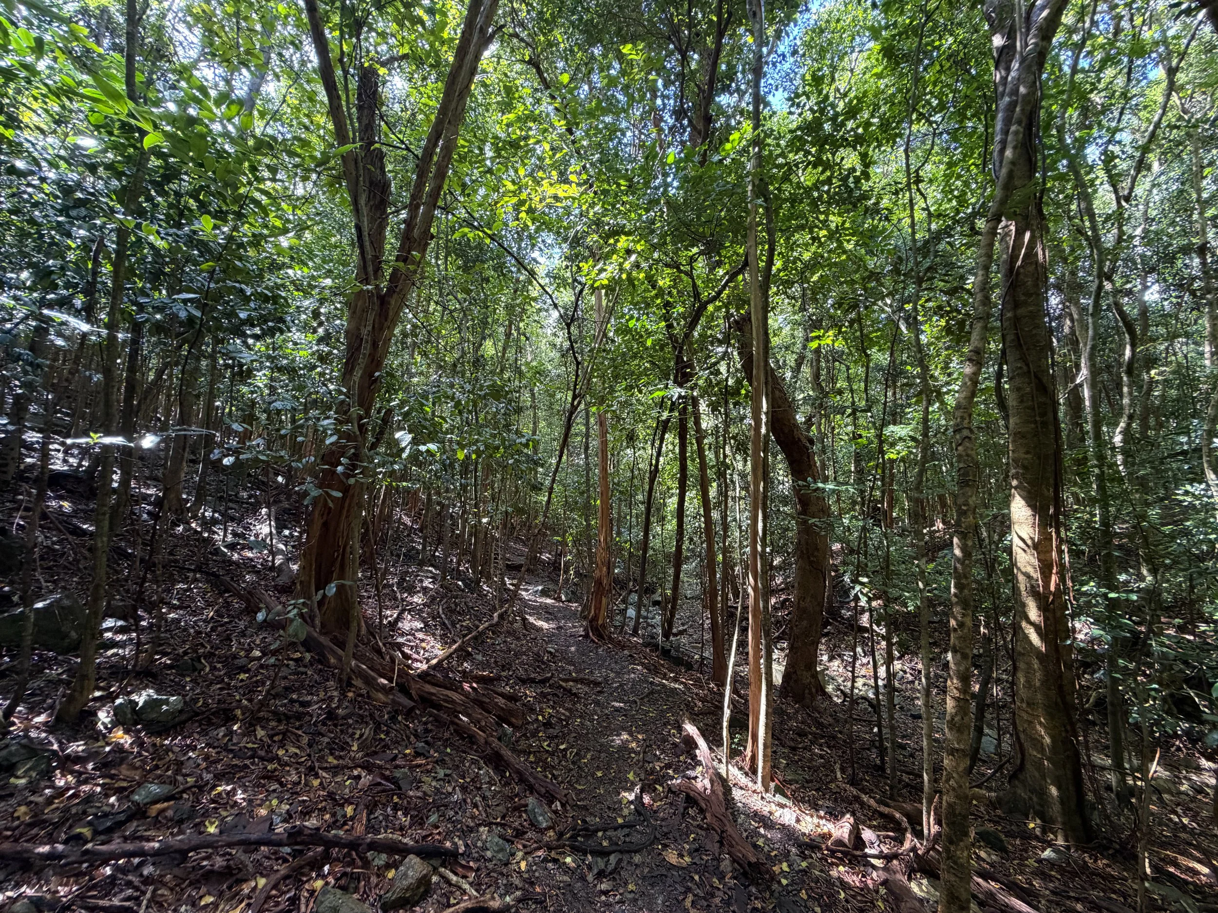 Cinnamon Bay Loop Trail Virgin Islands National Park