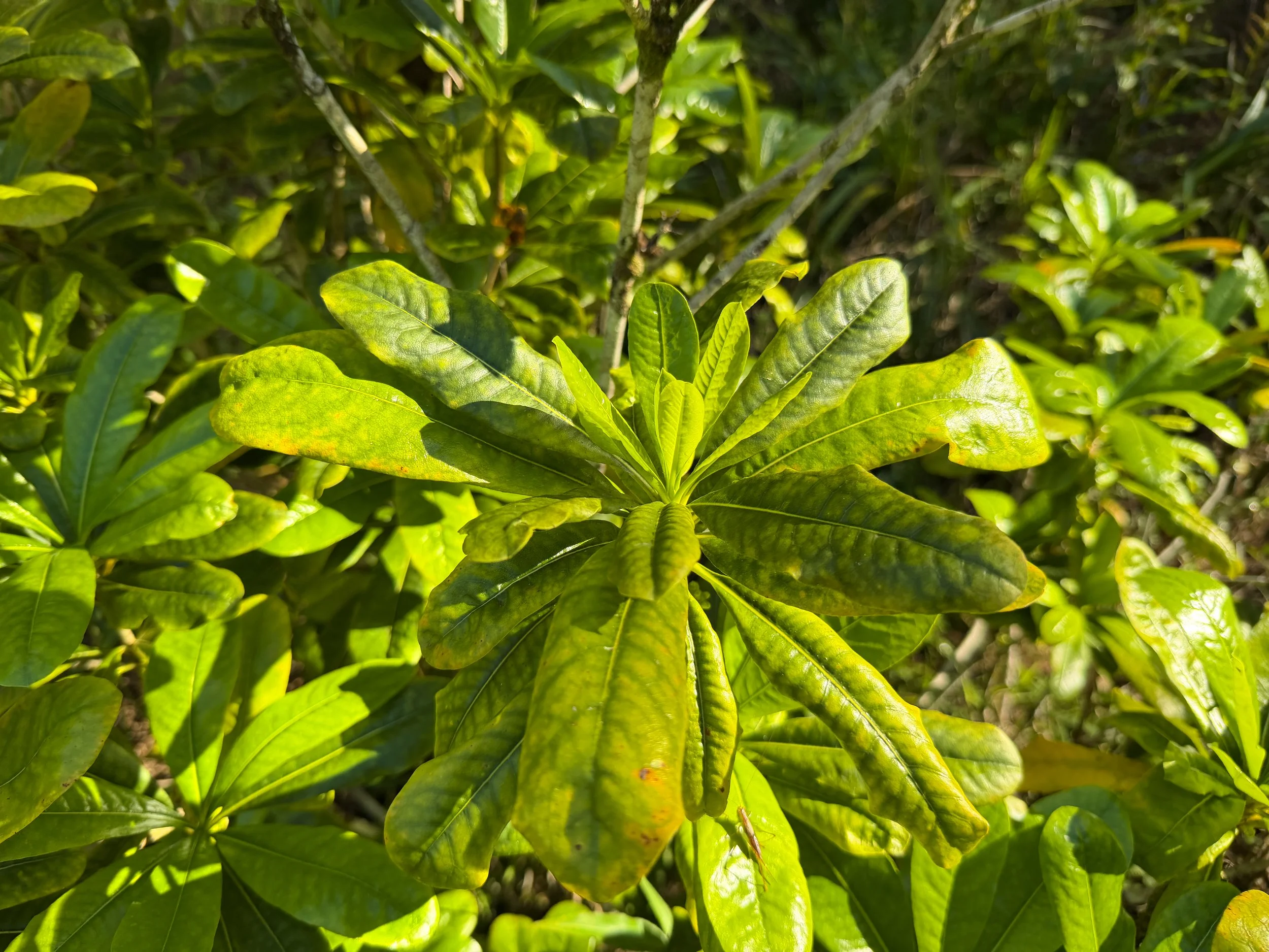 Hoawa Pittosporum flocculosum