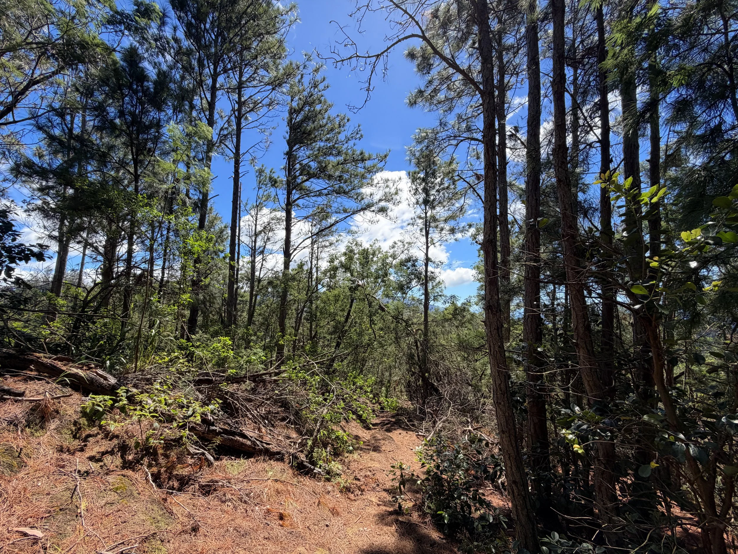 Kuaokala Trail Oahu Hawaii