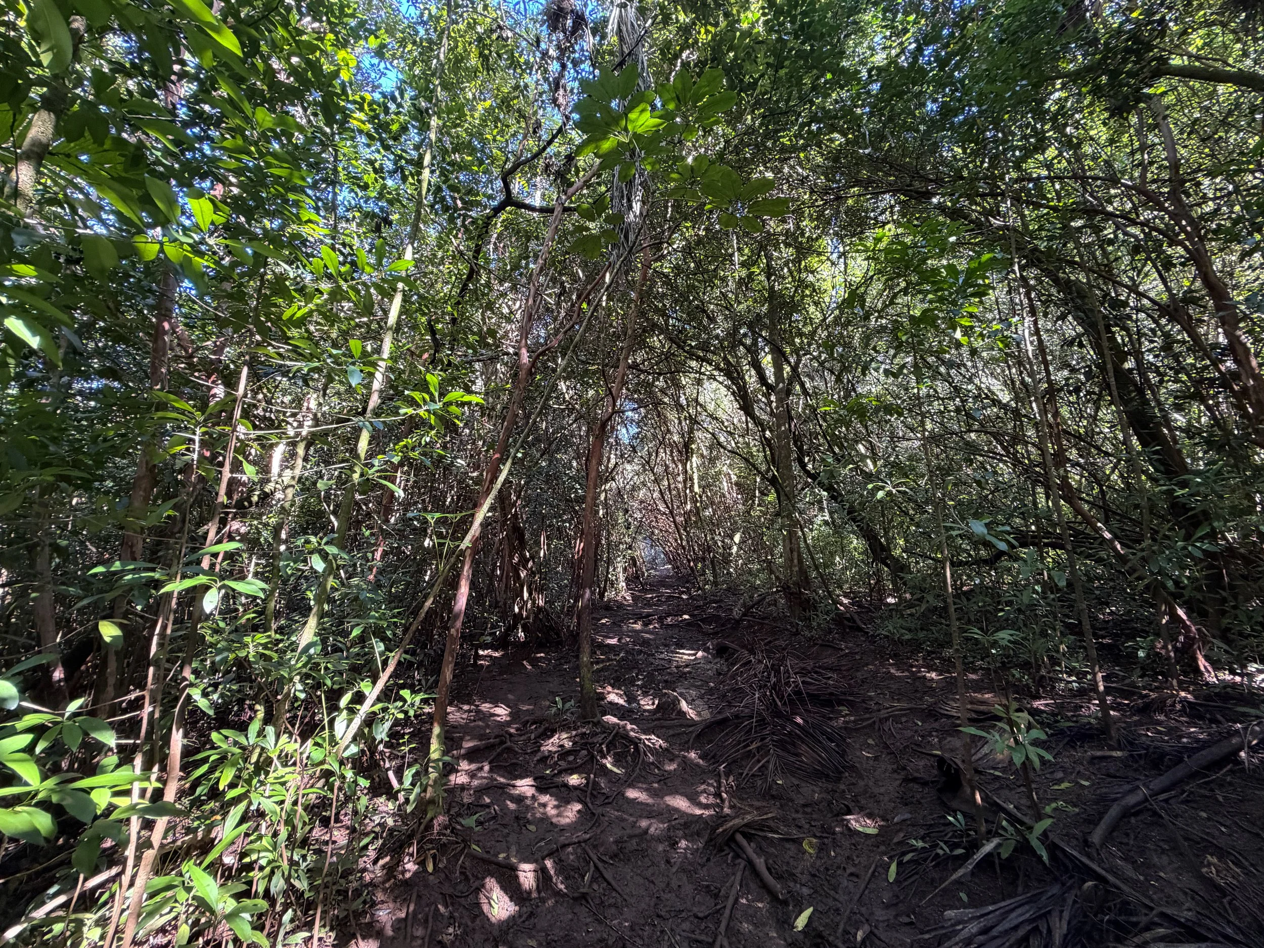 Judd Trail Oahu Hawaii