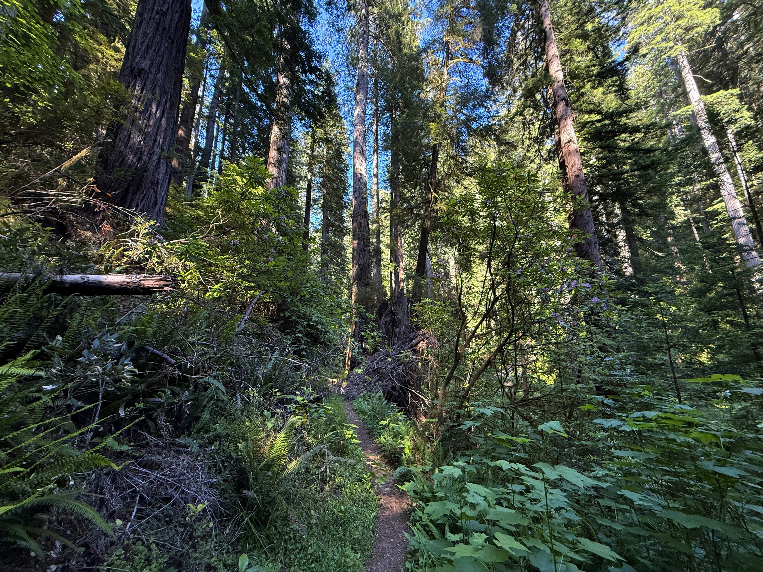 Moorman Pond Trail Prairie Creek Redwoods State Park California