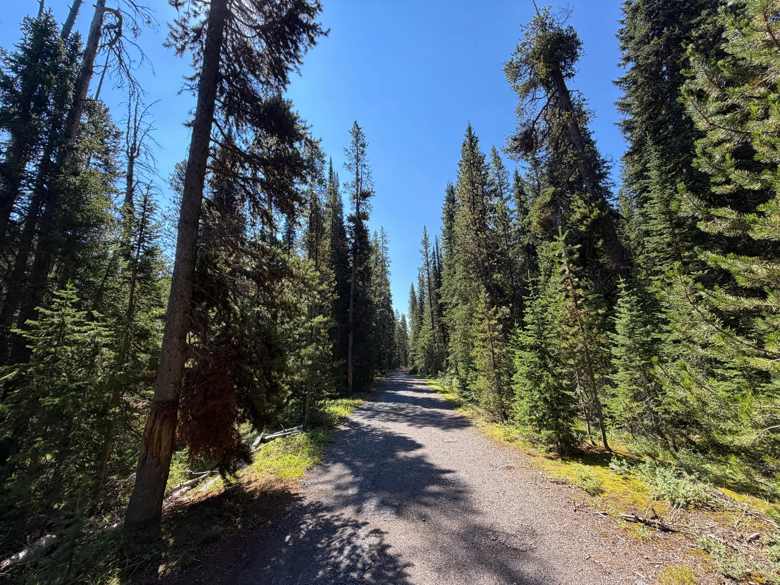 Lone Star Geyser Hike Yellowstone National Park Wyoming