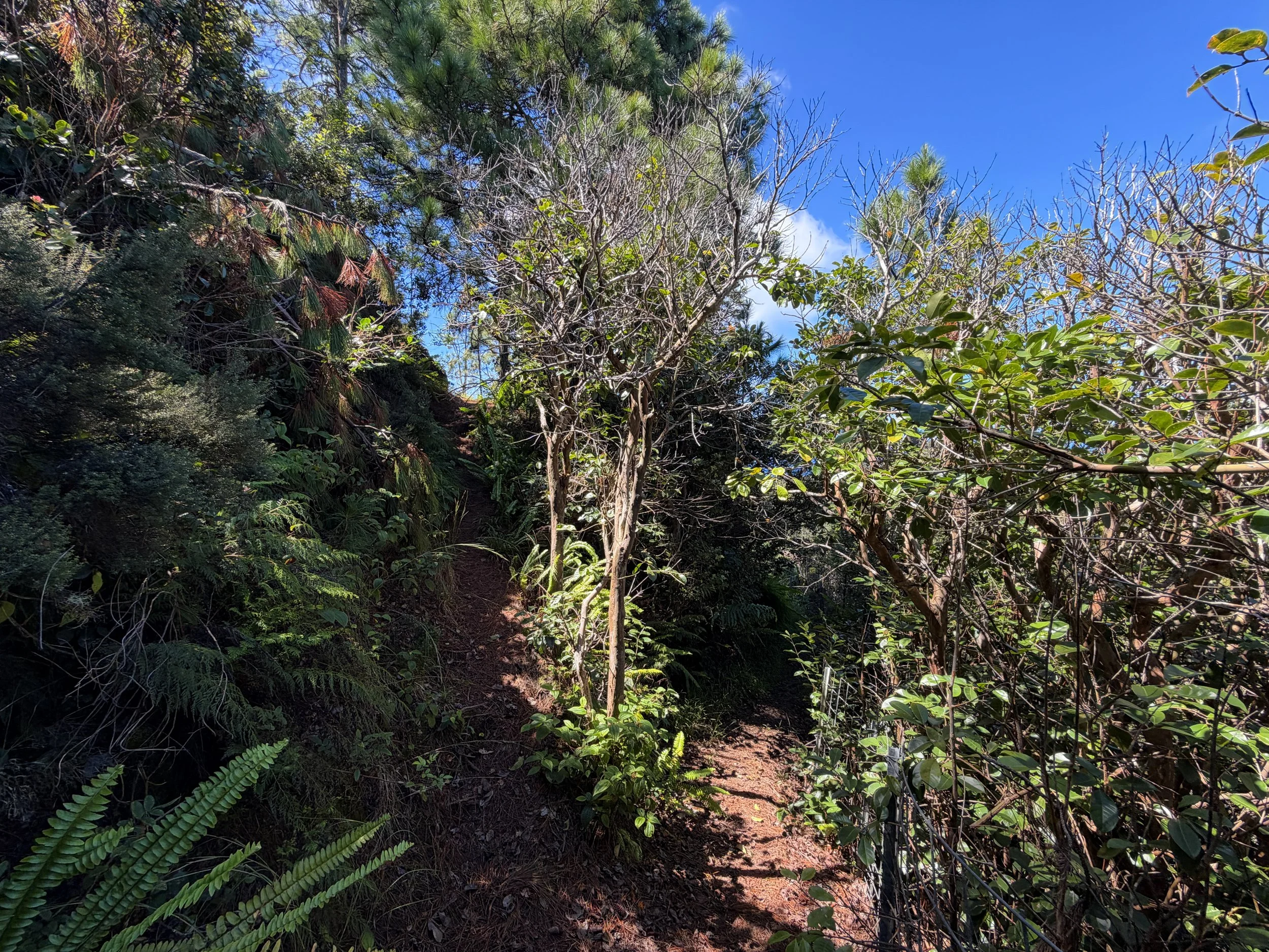 Kuaokala Hike Oahu Hawaii