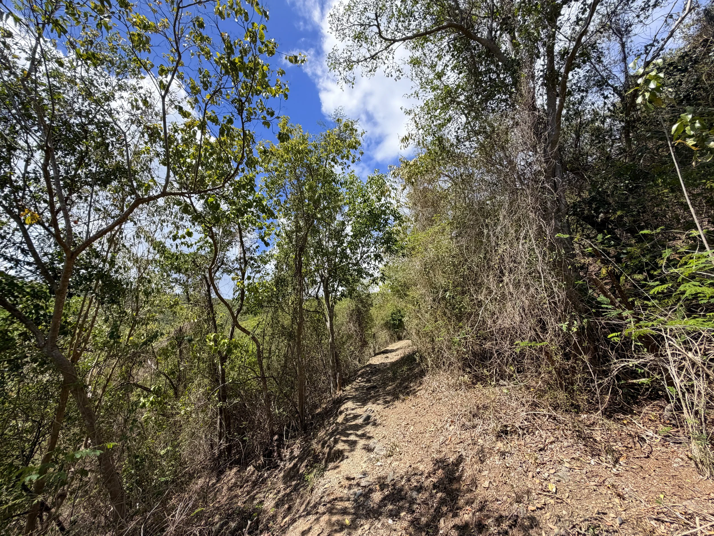 Brown Bay Hike Virgin Islands National Park