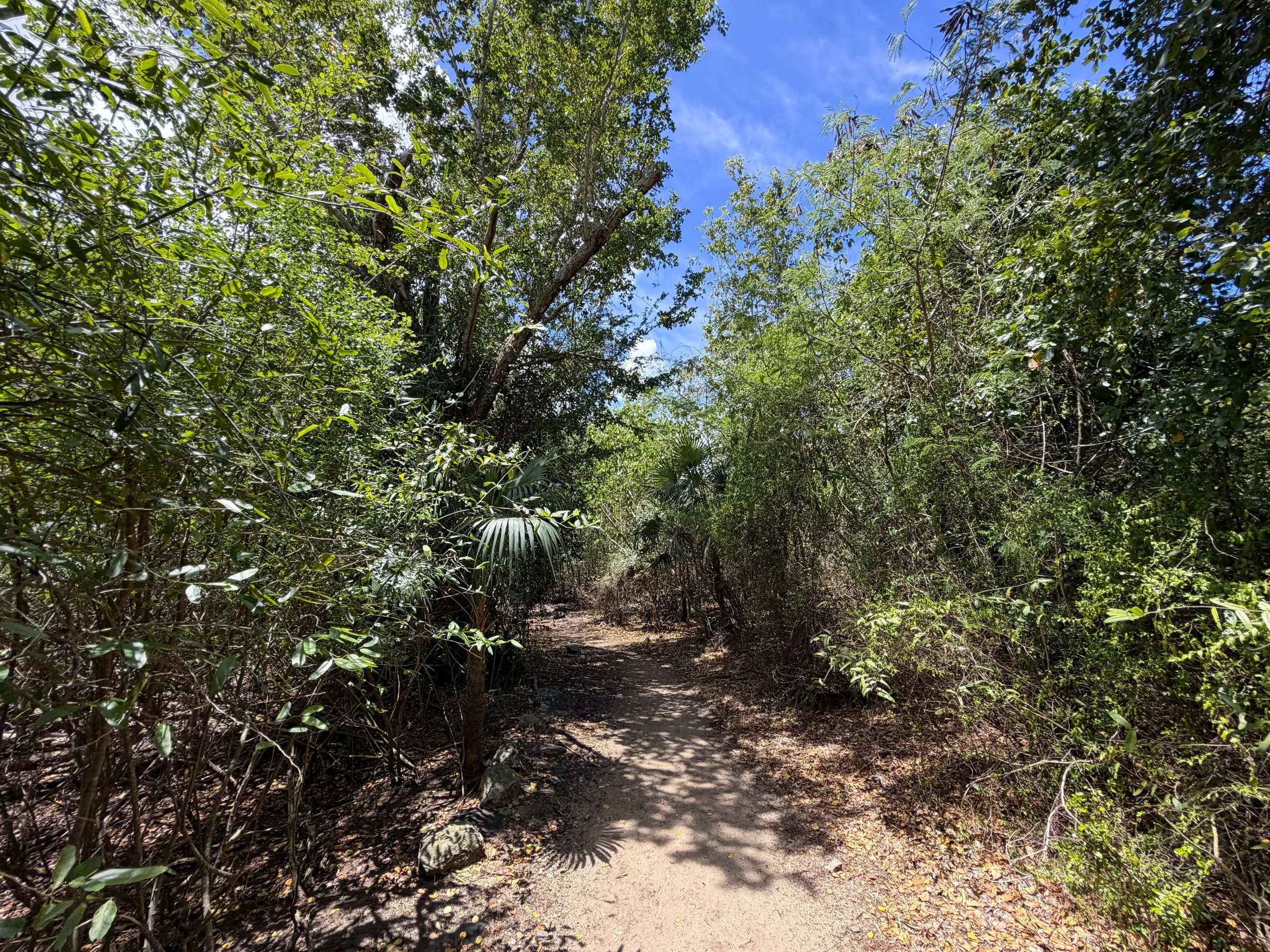 Francis Bay Hike Virgin Islands National Park