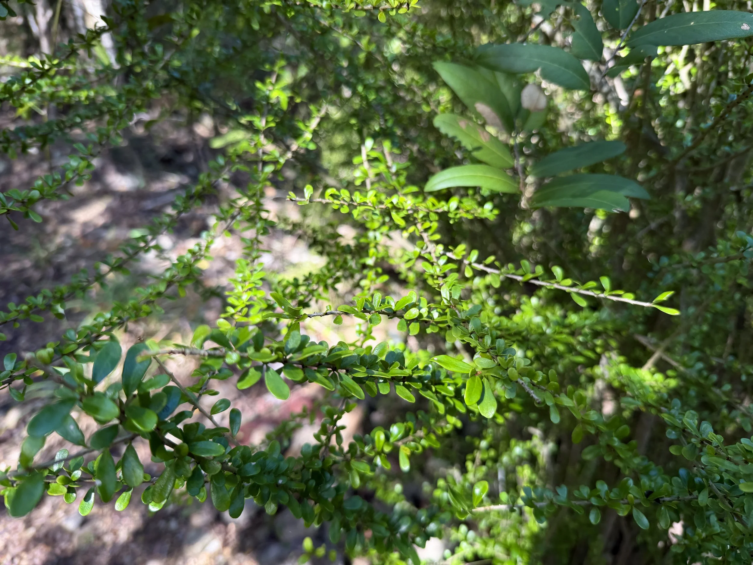 Greenheart Ebony Rochefortia acanthophora