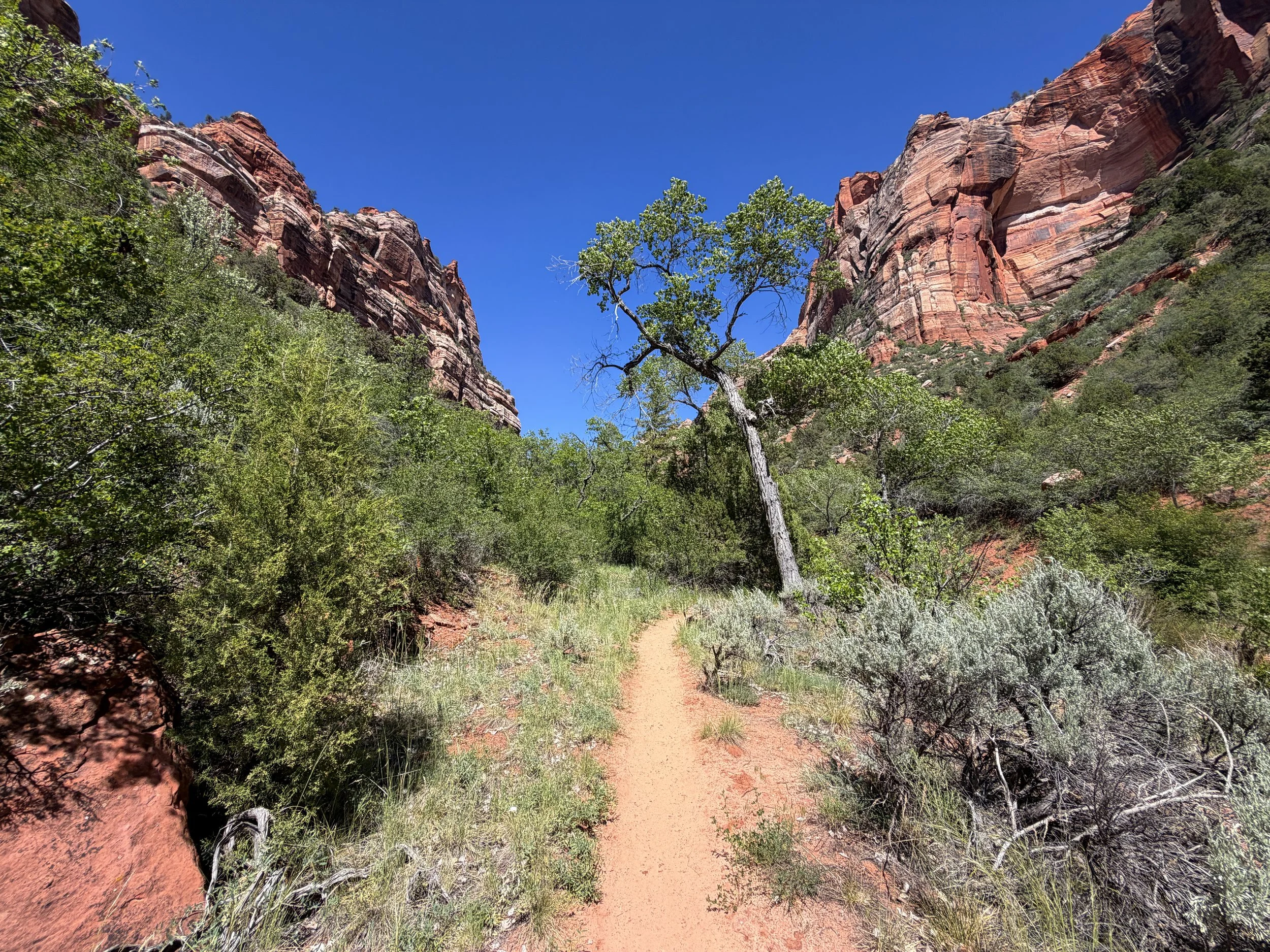 Subway Trail Left Fork North Creek Zion National Park Utah