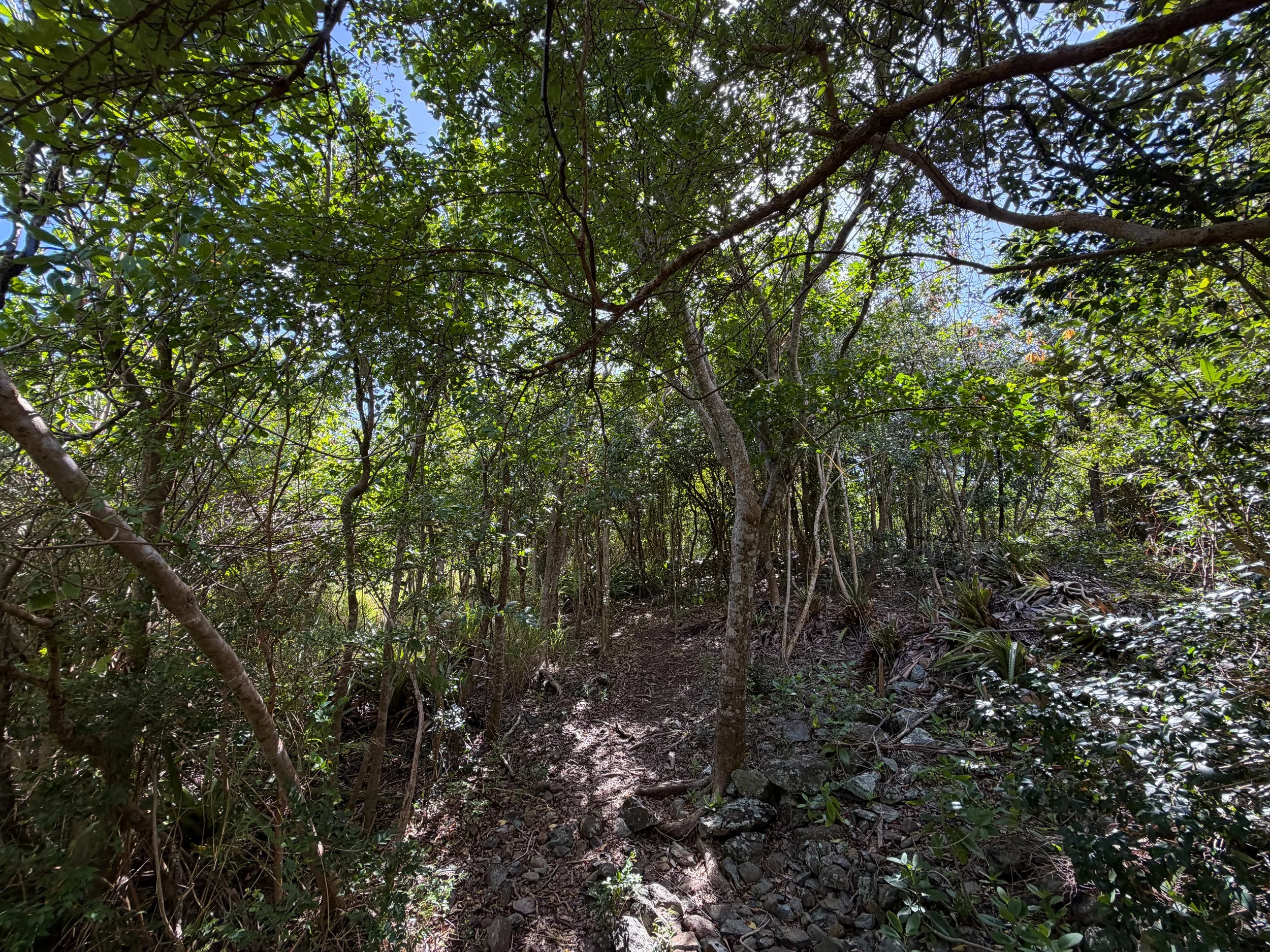 Great Sieben Trail Virgin Islands National Park