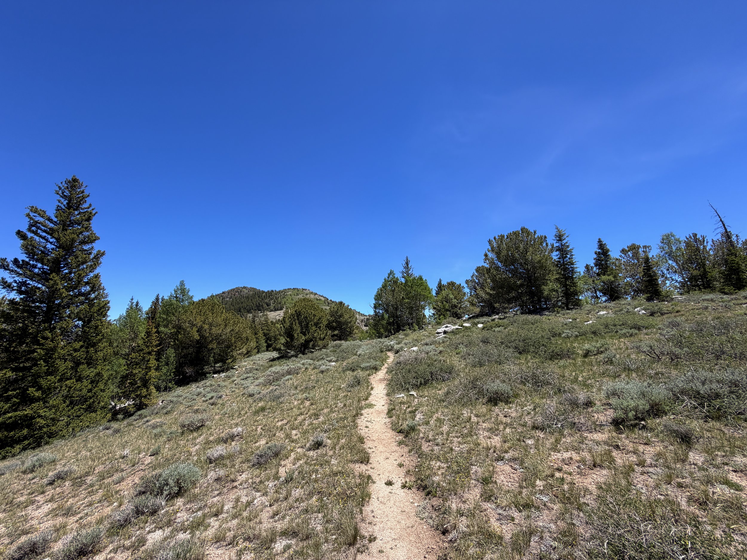 Timber Creek Trail Great Basin National Park Nevada
