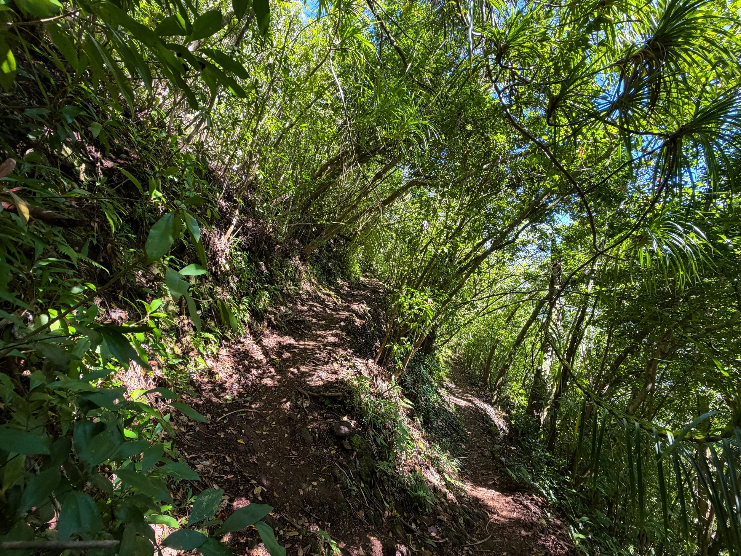 Aihualama Trail Oahu Hawaii