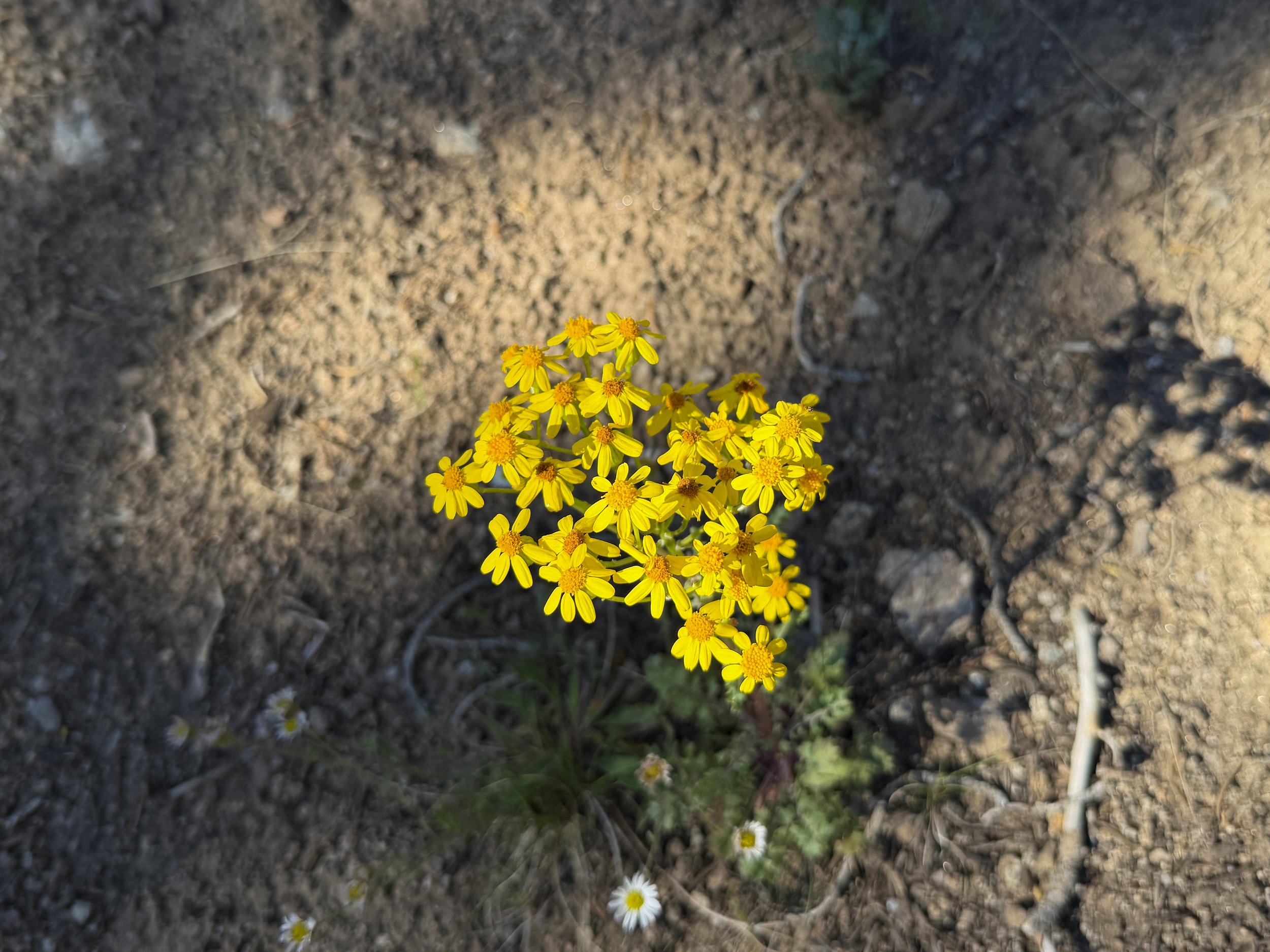 Lobeleaf Groundsel Packera multilobata