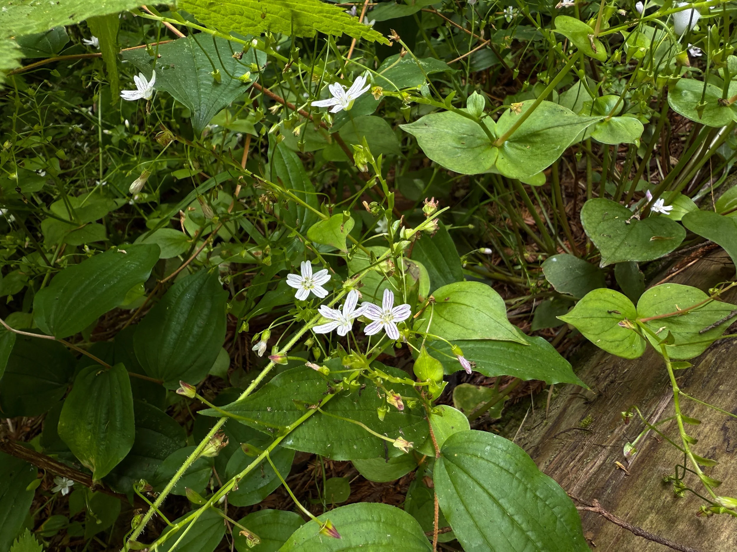Siberian Spring Beauty Claytonia sibirica